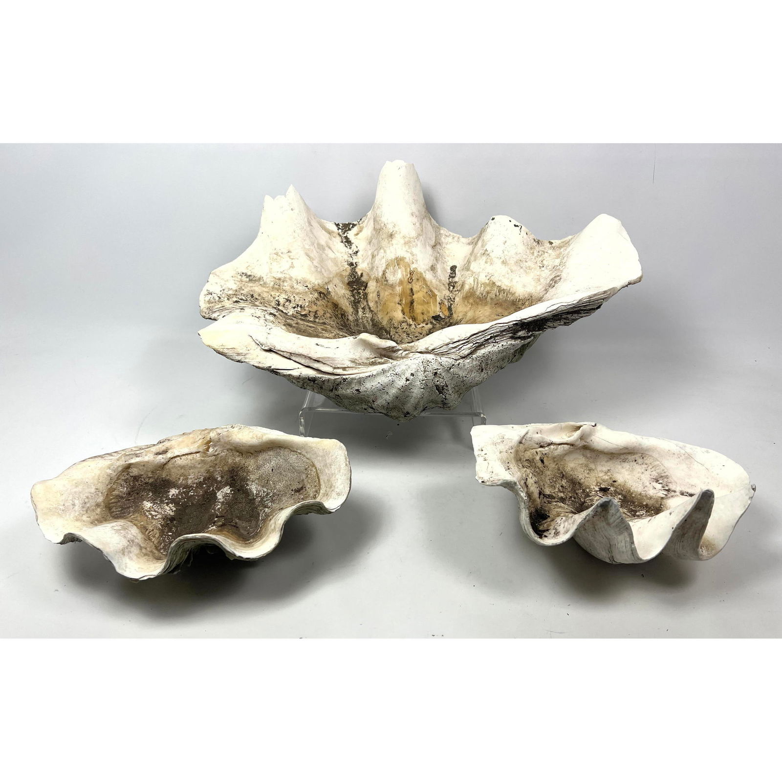3pc Natural Real Giant Clam Shells. Various sizes. (1 of 15)