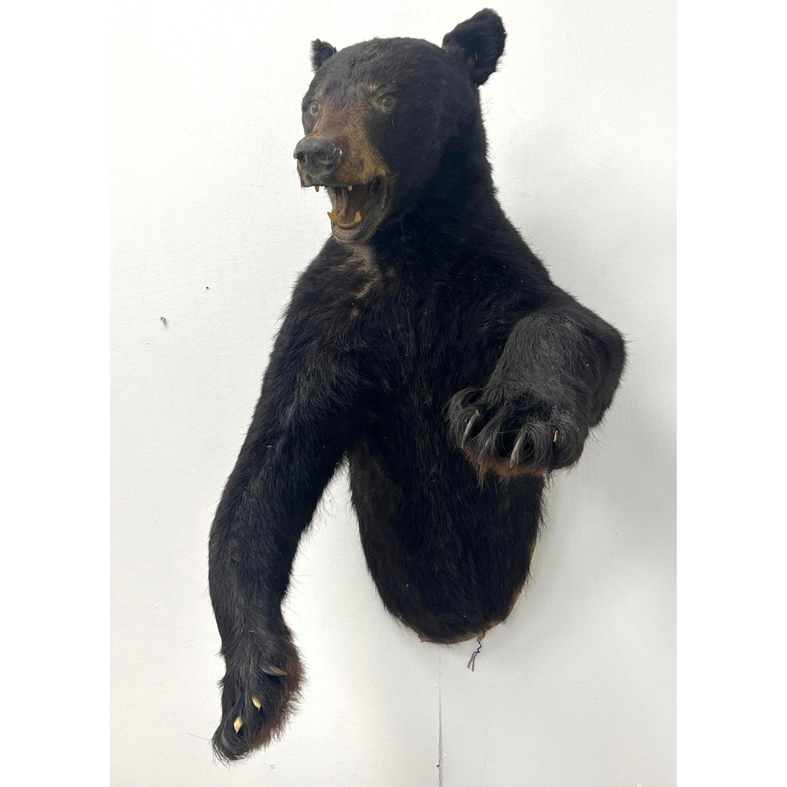 Wall Half Body Taxidermy Bear. (1 of 14)