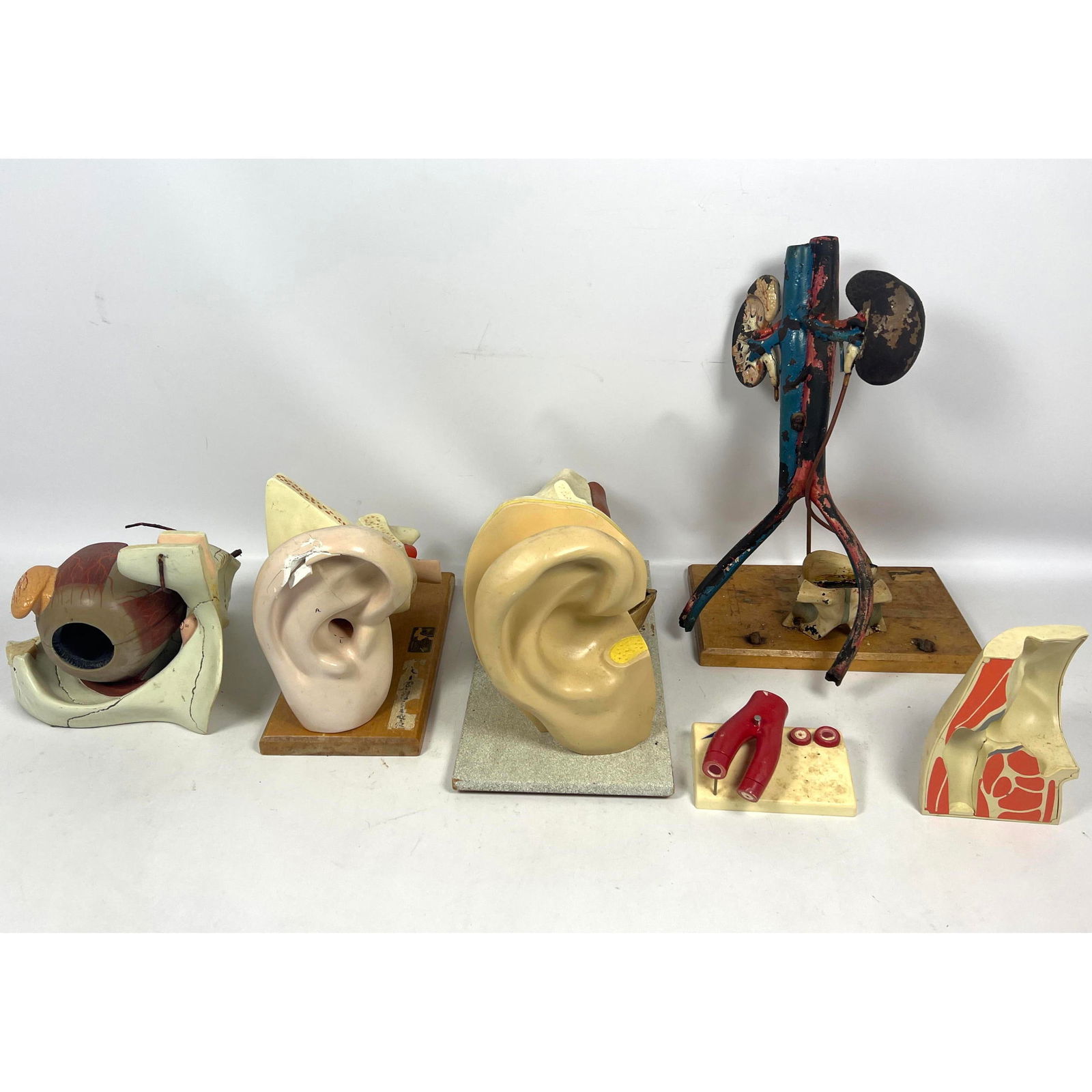 Lot Plastic and Plaster Medical Models. Eye Ears. Circulatory System. (1 of 18)