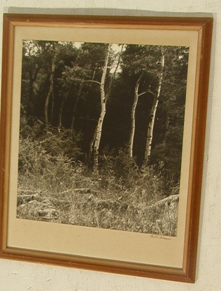 MORTON GOODMAN B&W Photograph of Landscape Birch: MORTON GOODMAN B&W Photograph of Landscape Birch Trees. Large format black & white photo. Pencil signed.-- Dimensions: Image Size: H: 15.5 inches: W: 14 inches ---