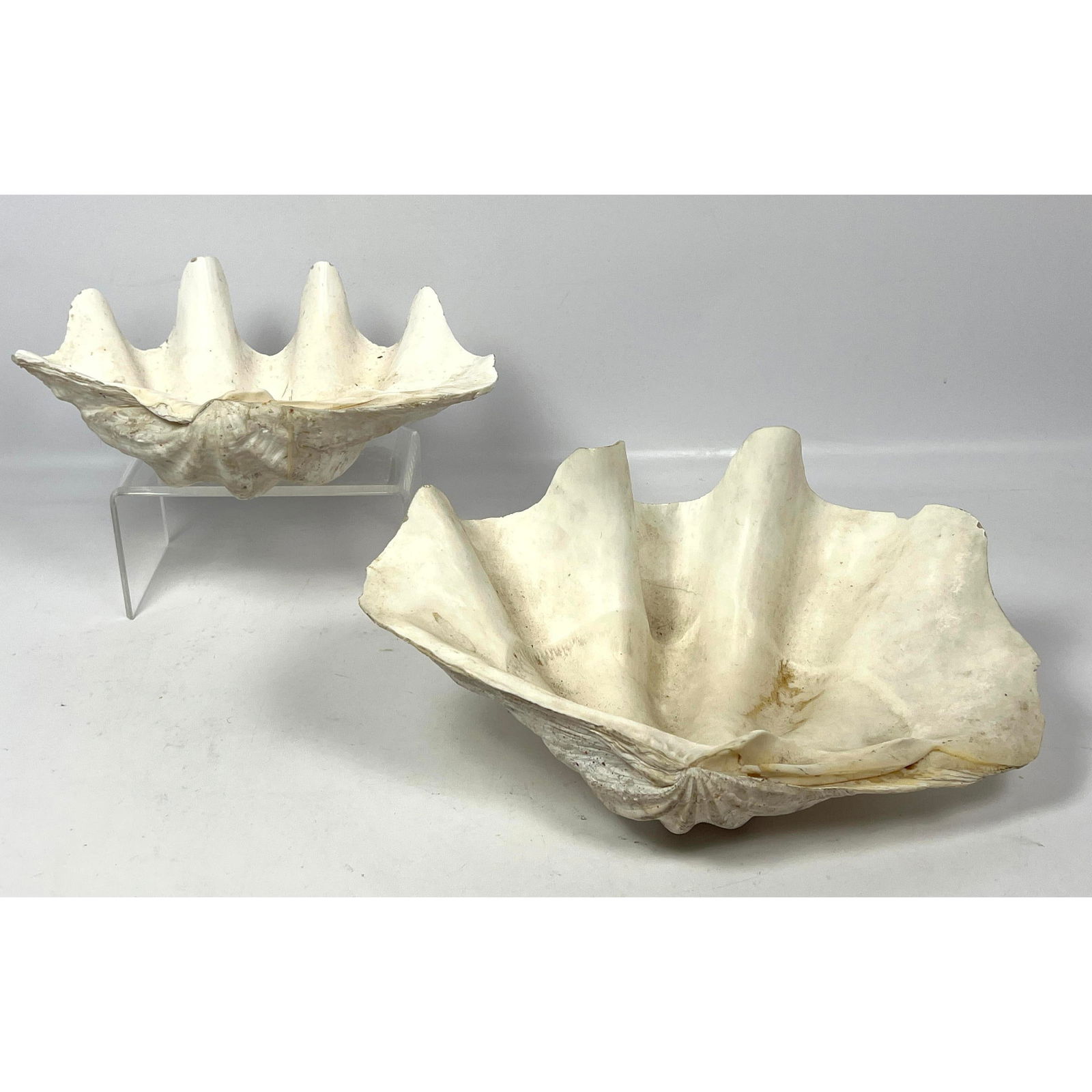 2pc Natural Giant Clam Shells. (1 of 13)