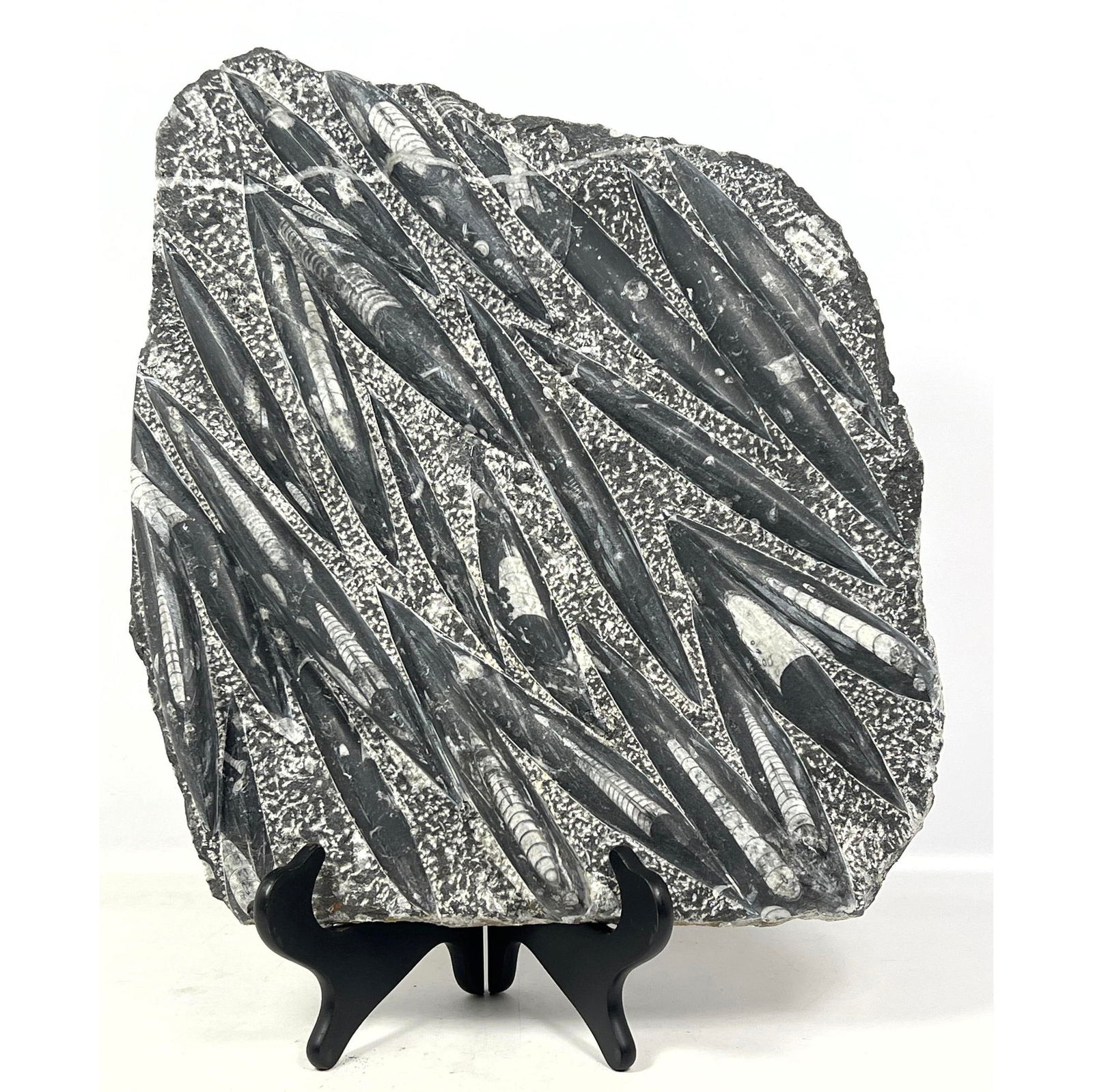 Polished Fossil Orthoceras (Cephalopod) Plate Sculpture.: Polished Fossil Orthoceras (Cephalopod) Plate Sculpture. Dimensions: Height: 17 inches, Width: 19.5 inches. --- US Packing and Shipping charge: In house shipping available. Will be calculated once des