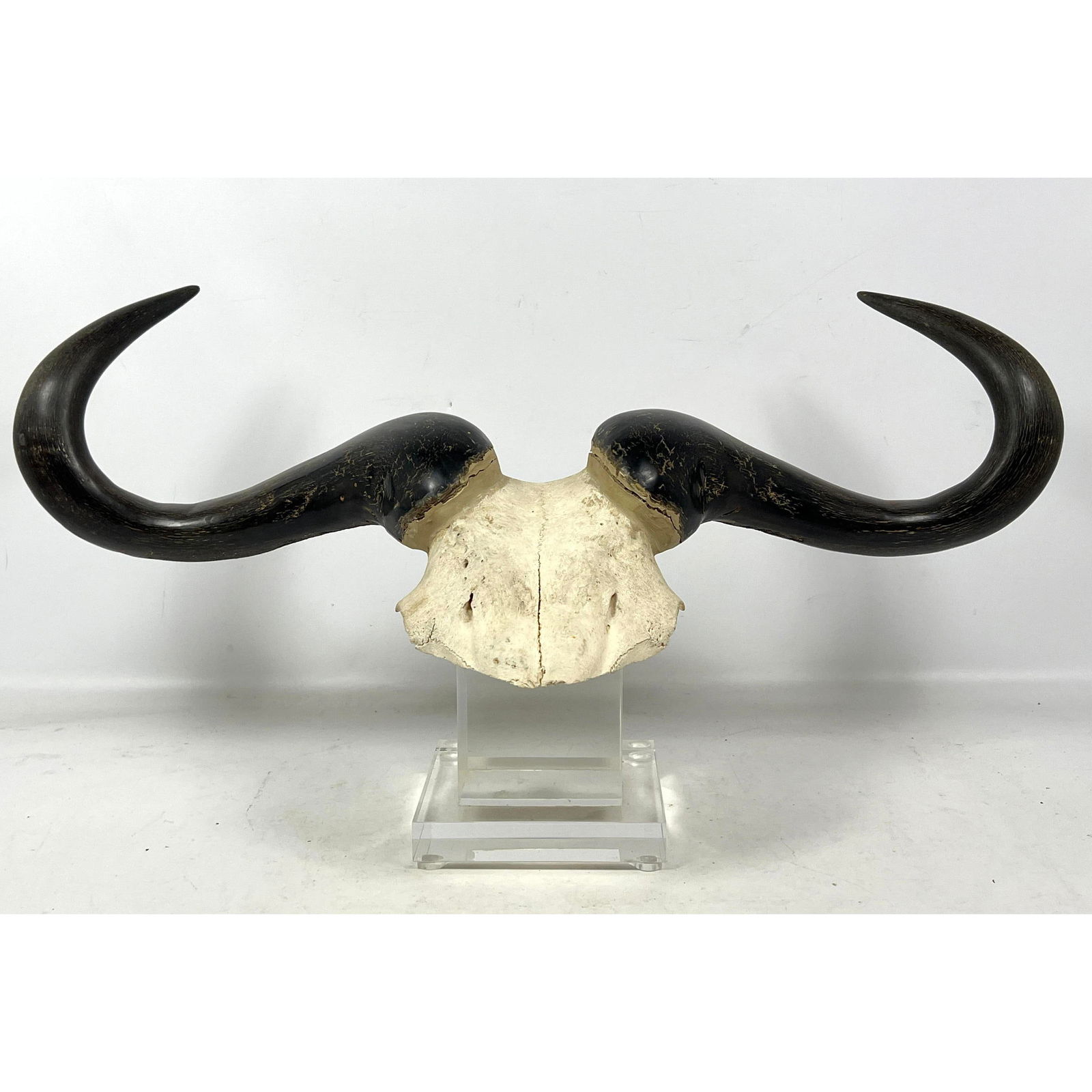 Horns and Partial Skull Sculpture on custom lucite stand. Possible water buffalo or wildebeest. (1 of 10)