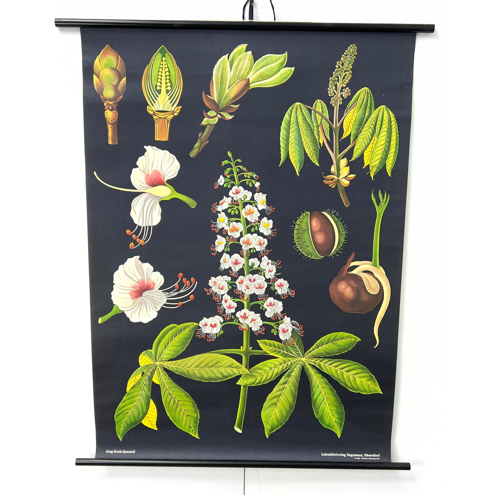 HAGEMANN Botanical Horse Chestnut  Poster. Jung Koch Quentell. (1 of 10)