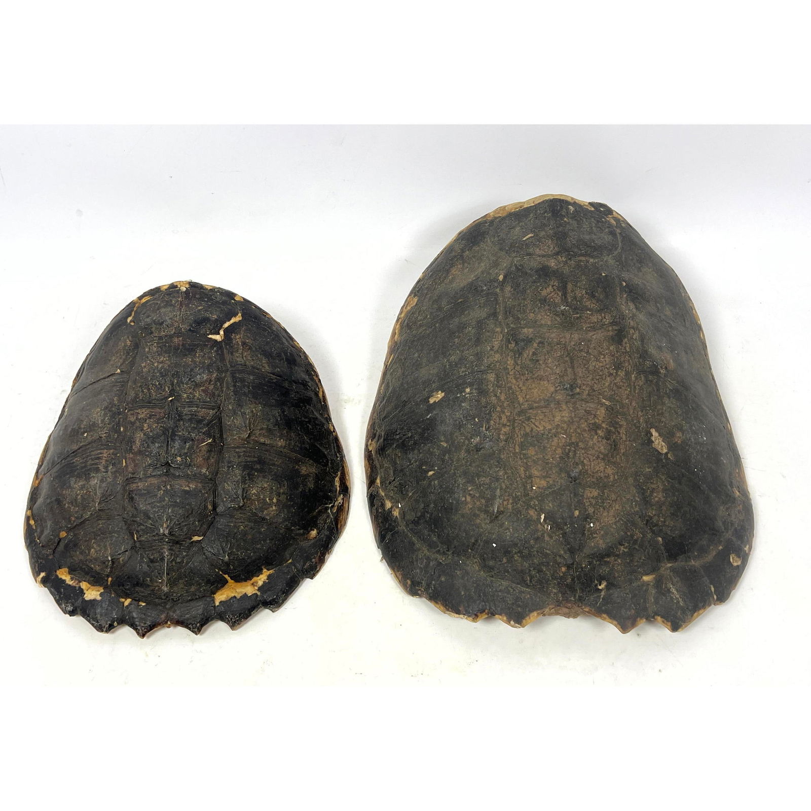 2pc Natural Shell Lot (1 of 10)