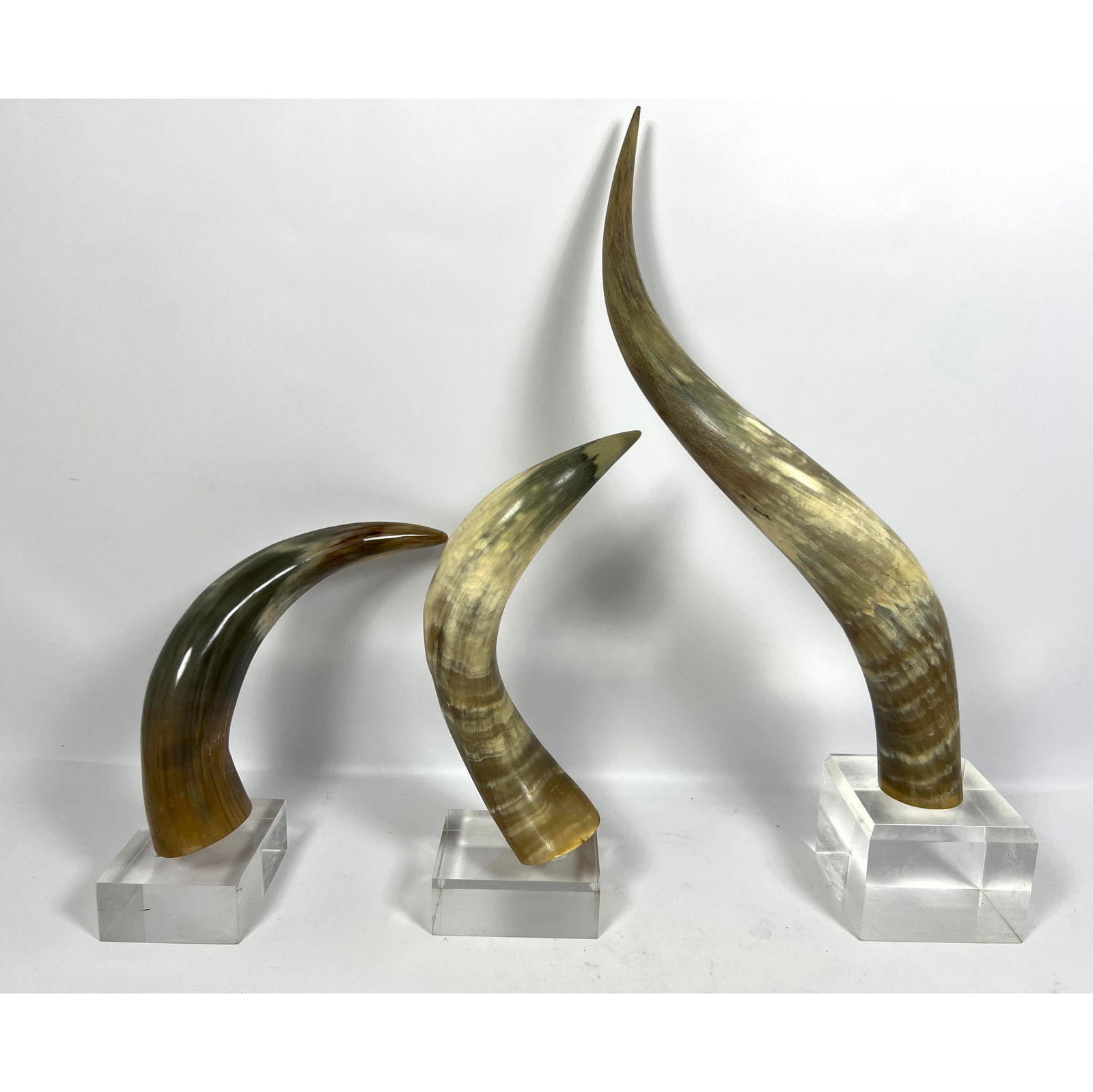 3pc Natural Bull Steer Horns On Lucite Bases. Horns not attached to bases. (1 of 10)