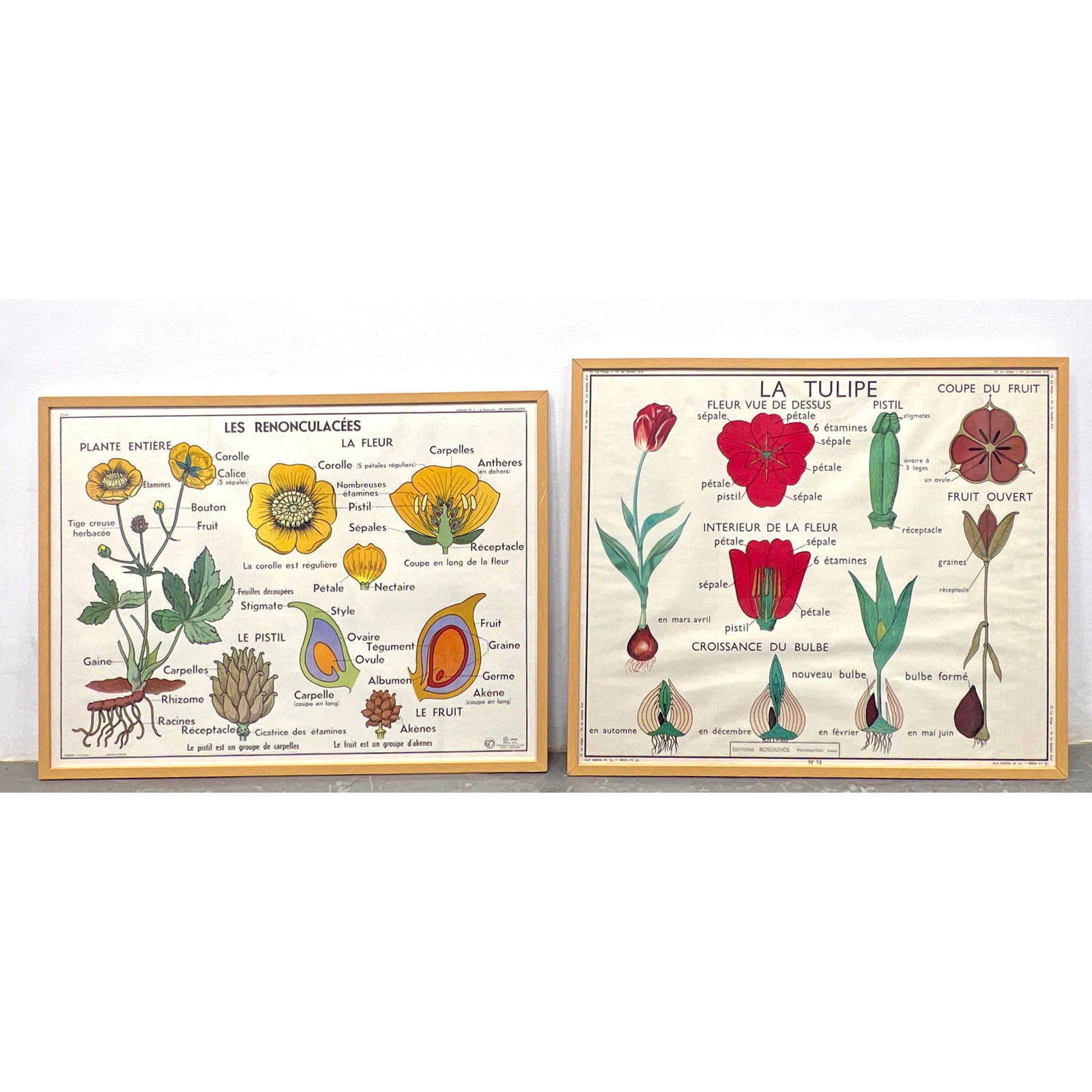 2pc French Posters LA TULIPE and LES RENONCULACEES. C. 1960. Botanicals. French Science Poster La Tu (1 of 17)