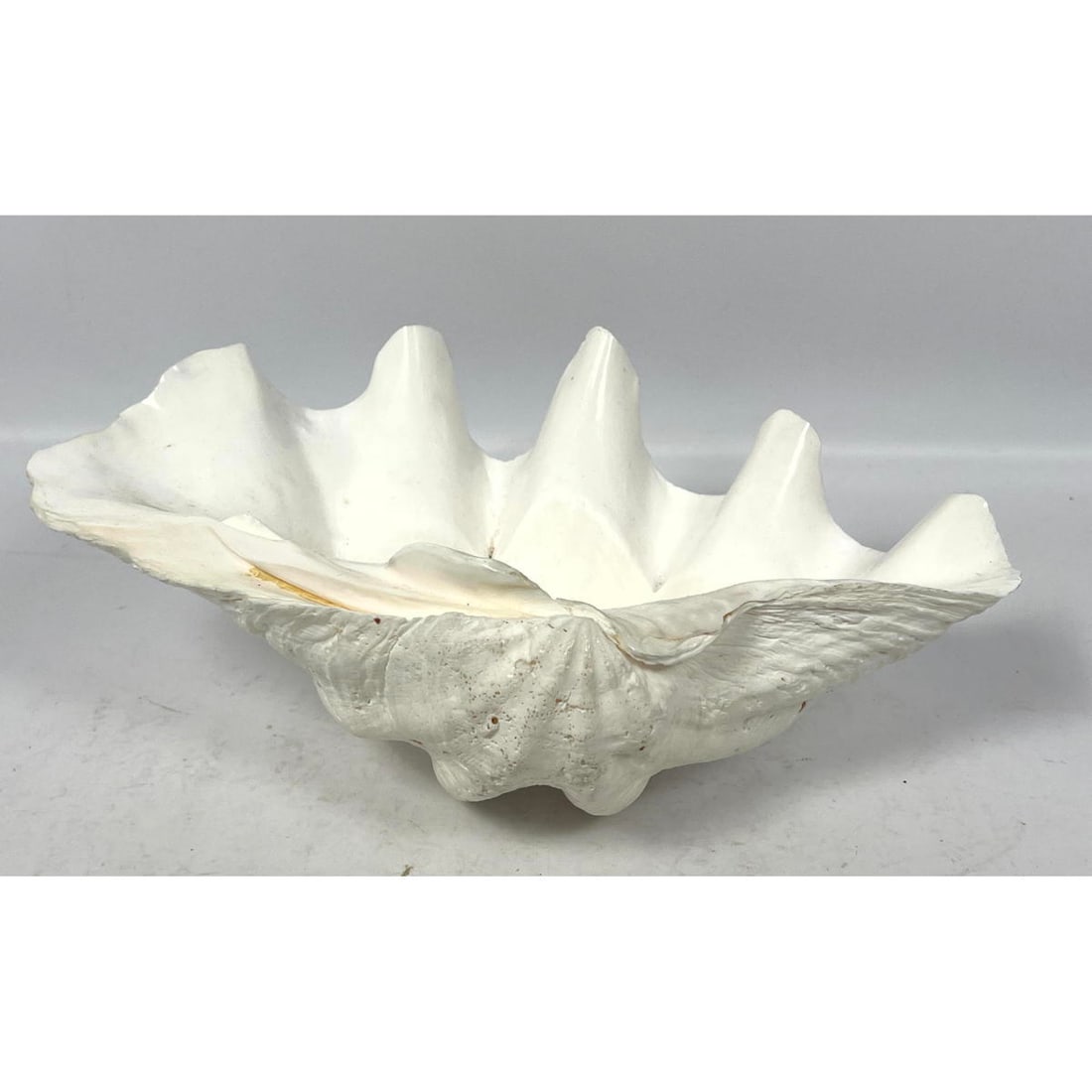 Natural Real Giant Clam Shell. Sea Shell. (1 of 10)