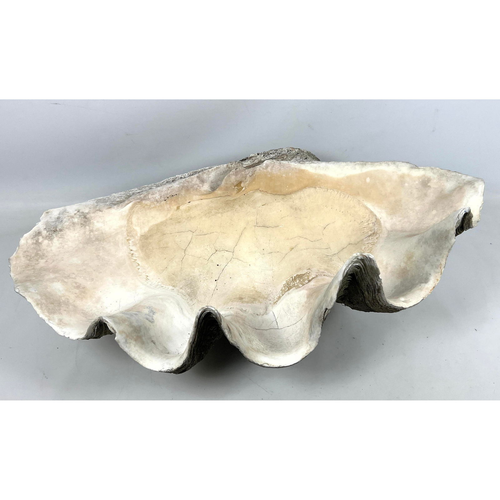 Large 27.5" Real Giant Clam Shell. Natural Shell. Heavy. (1 of 11)