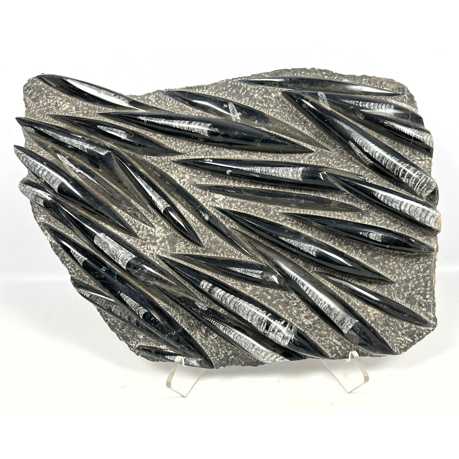 Large Polished Orthoceras Fossil Black Stone Slab. (1 of 8)