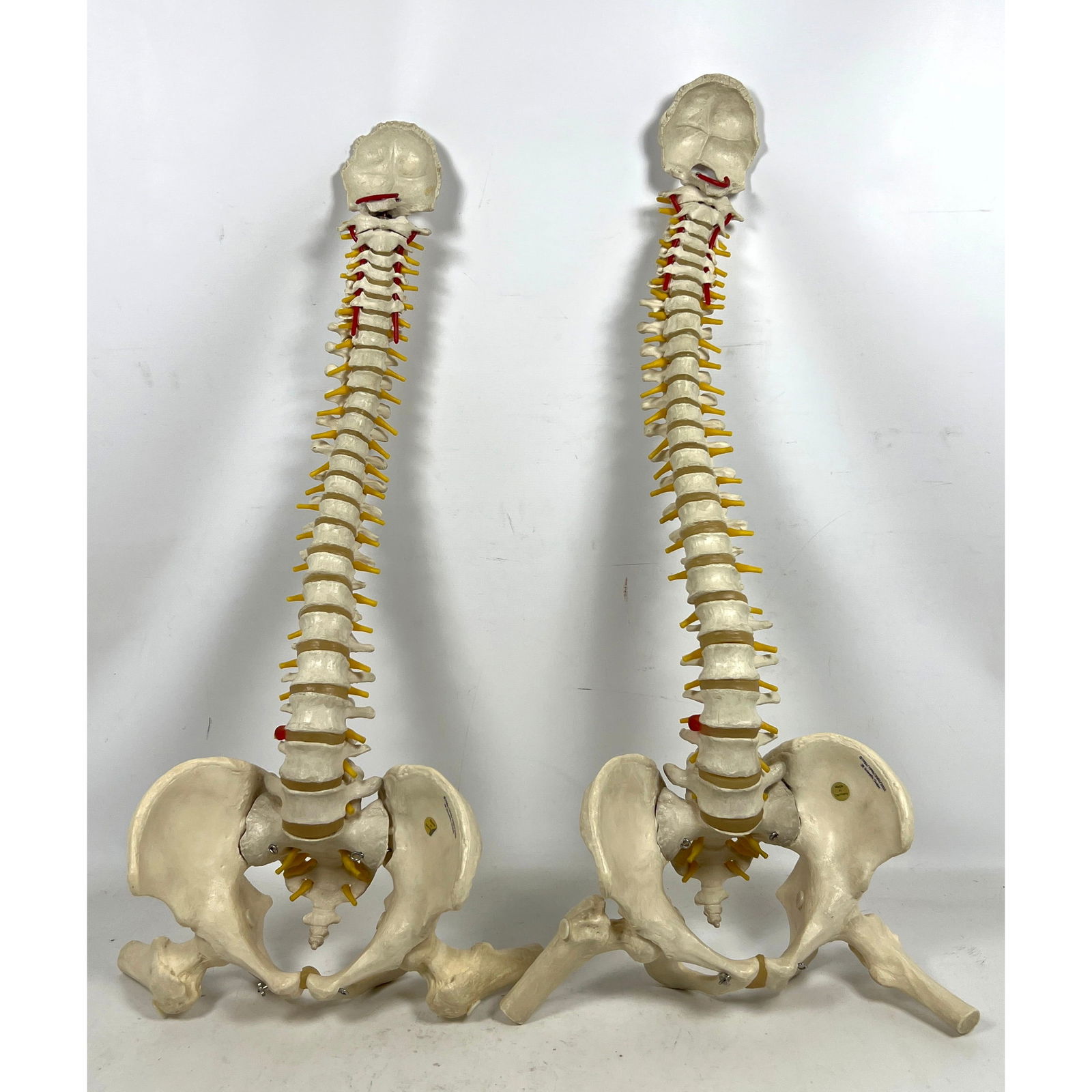 2pc Vintage Anatomical Models. Humah Spine with Pelvis. Made in Germany. (1 of 12)