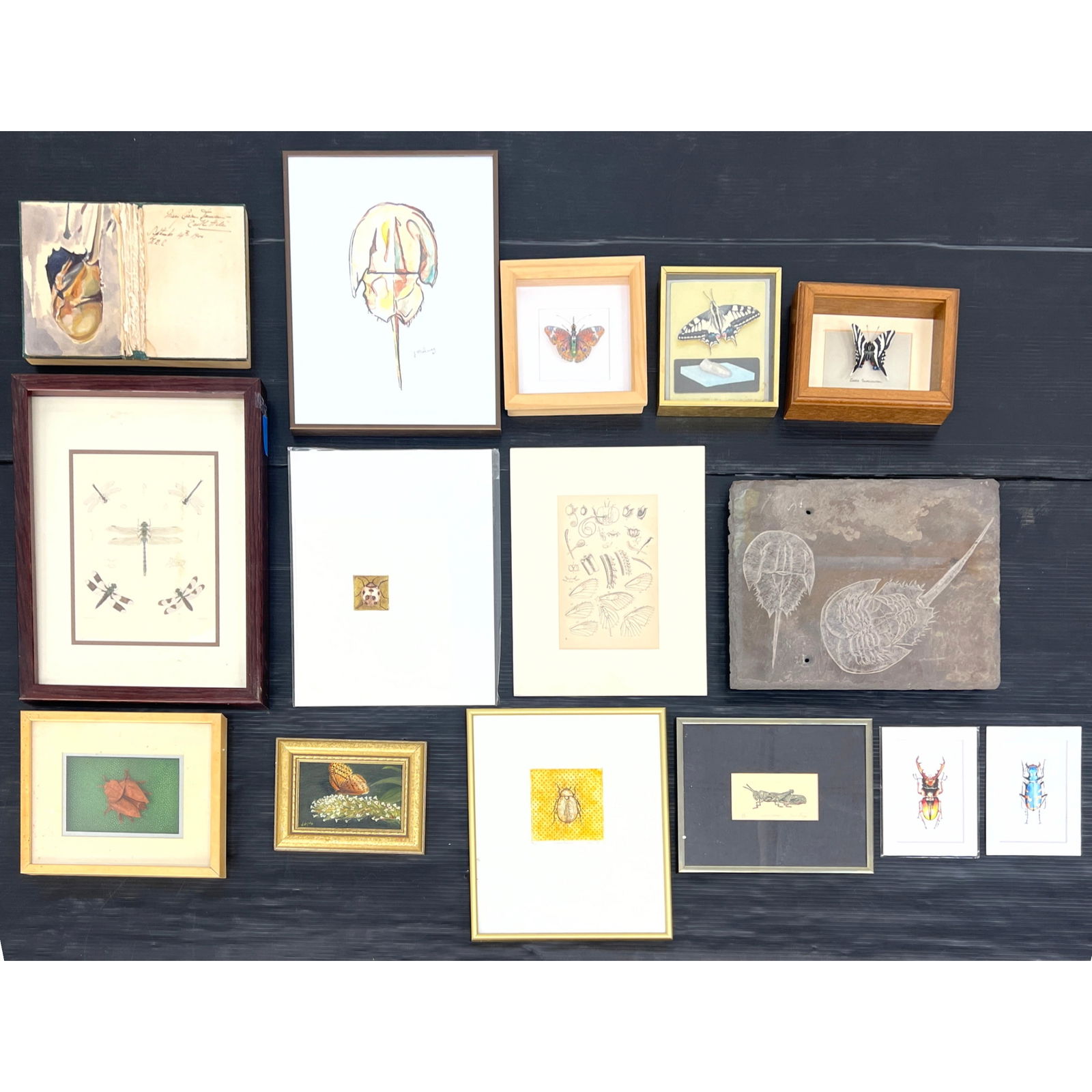 18pcs, predominantly framed artworks and natural history objects, centered around insects and marine (1 of 19)