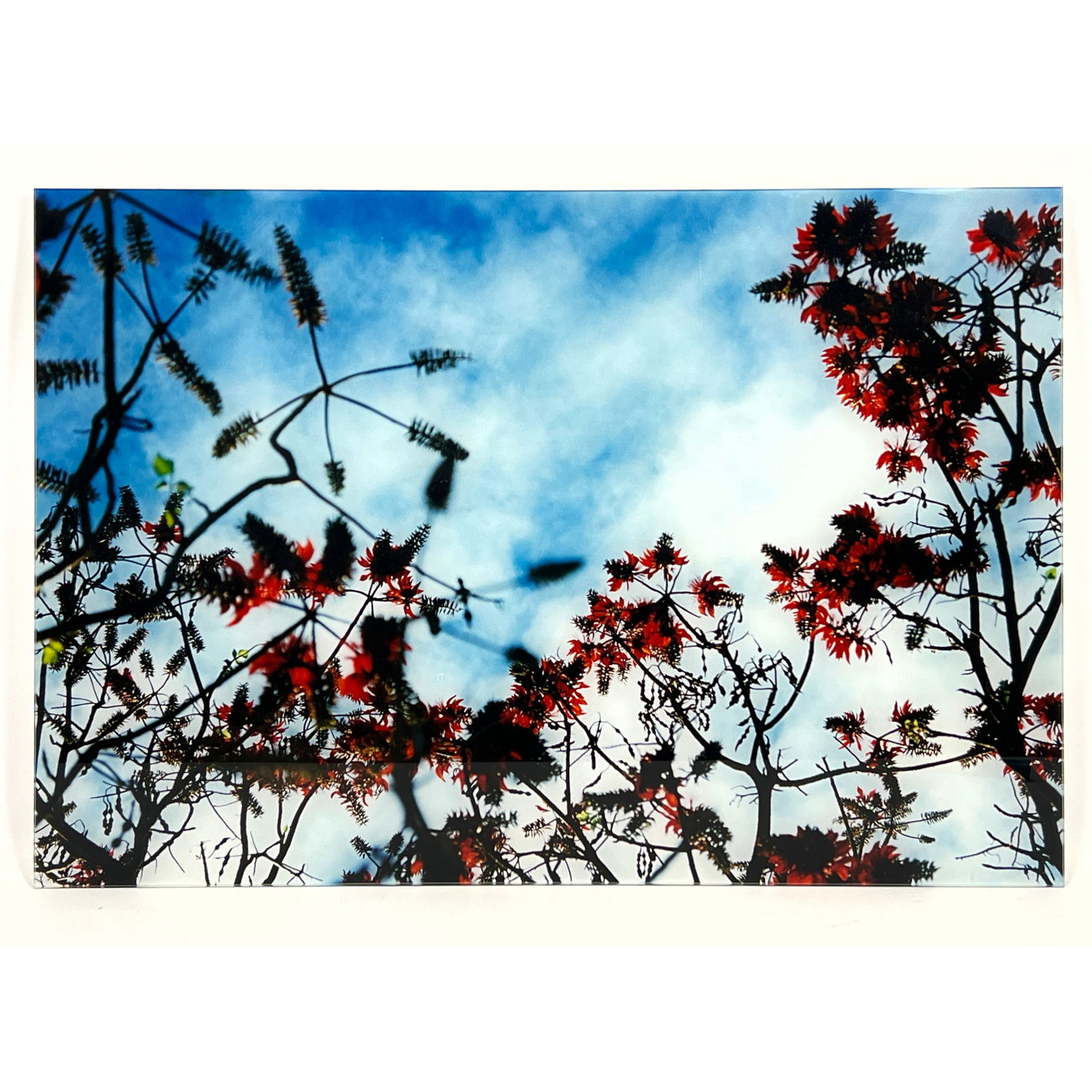 Mika Ninagawa c-print, Tomio Koyama Gallery, Japanese photographer b. 1972. MN-acid bloom-03-24-B2-1 (1 of 7)