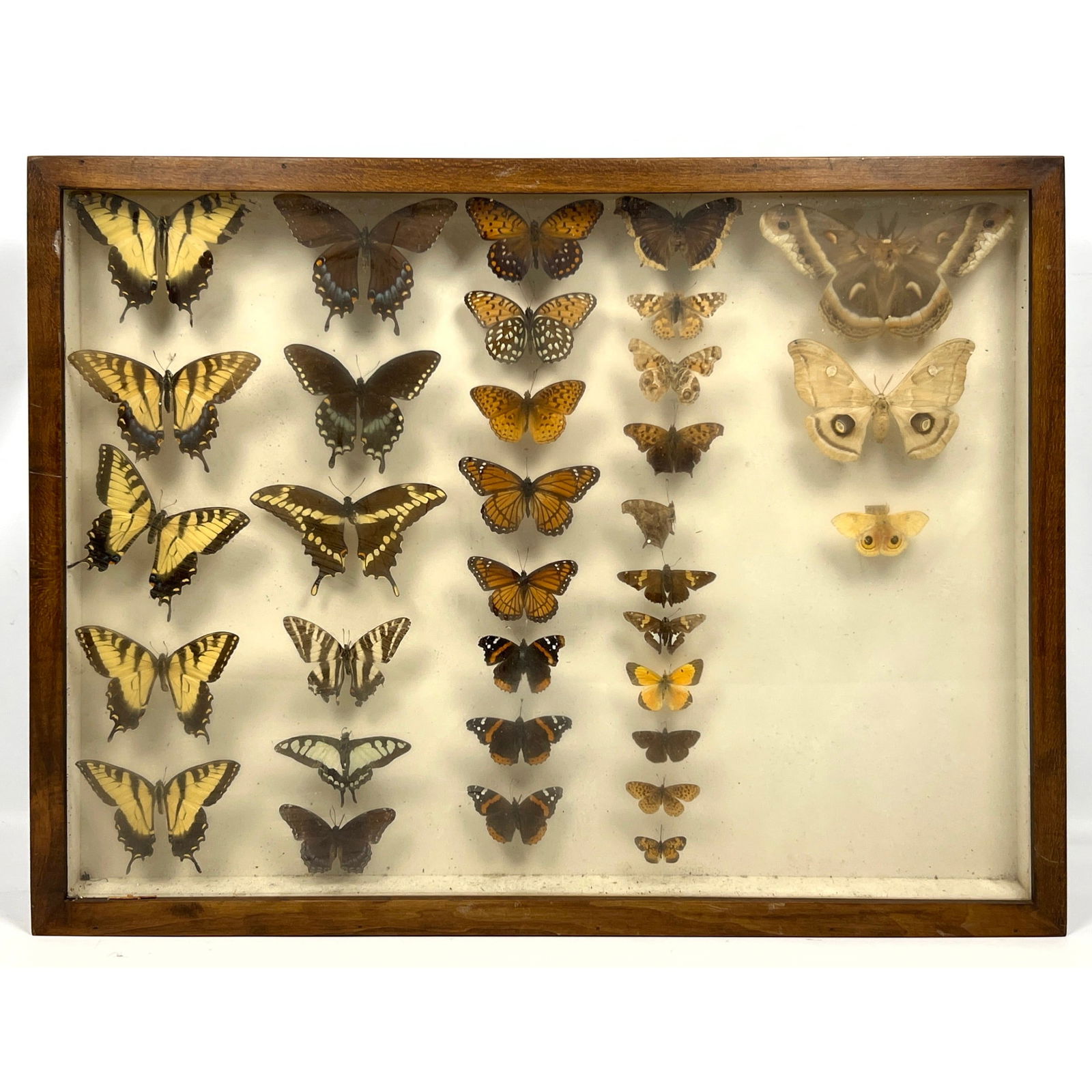 Framed butterfly and moth specimen display case. Large vintage entomology shadowbox featuring an arr (1 of 11)