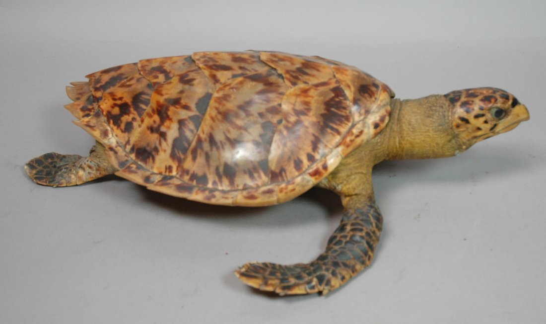 Vintage Taxidermy Turtle. Glass Eyes.