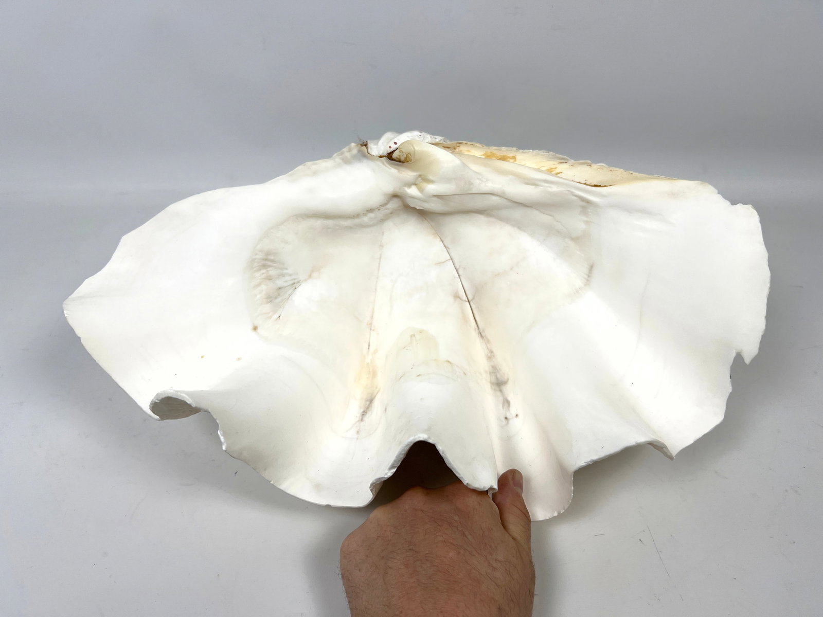17 inch Giant clam Shell. - 10