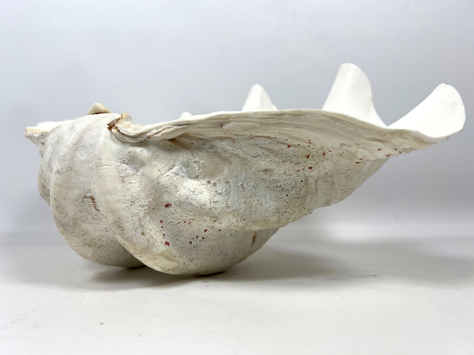 17 inch Giant clam Shell. - 2
