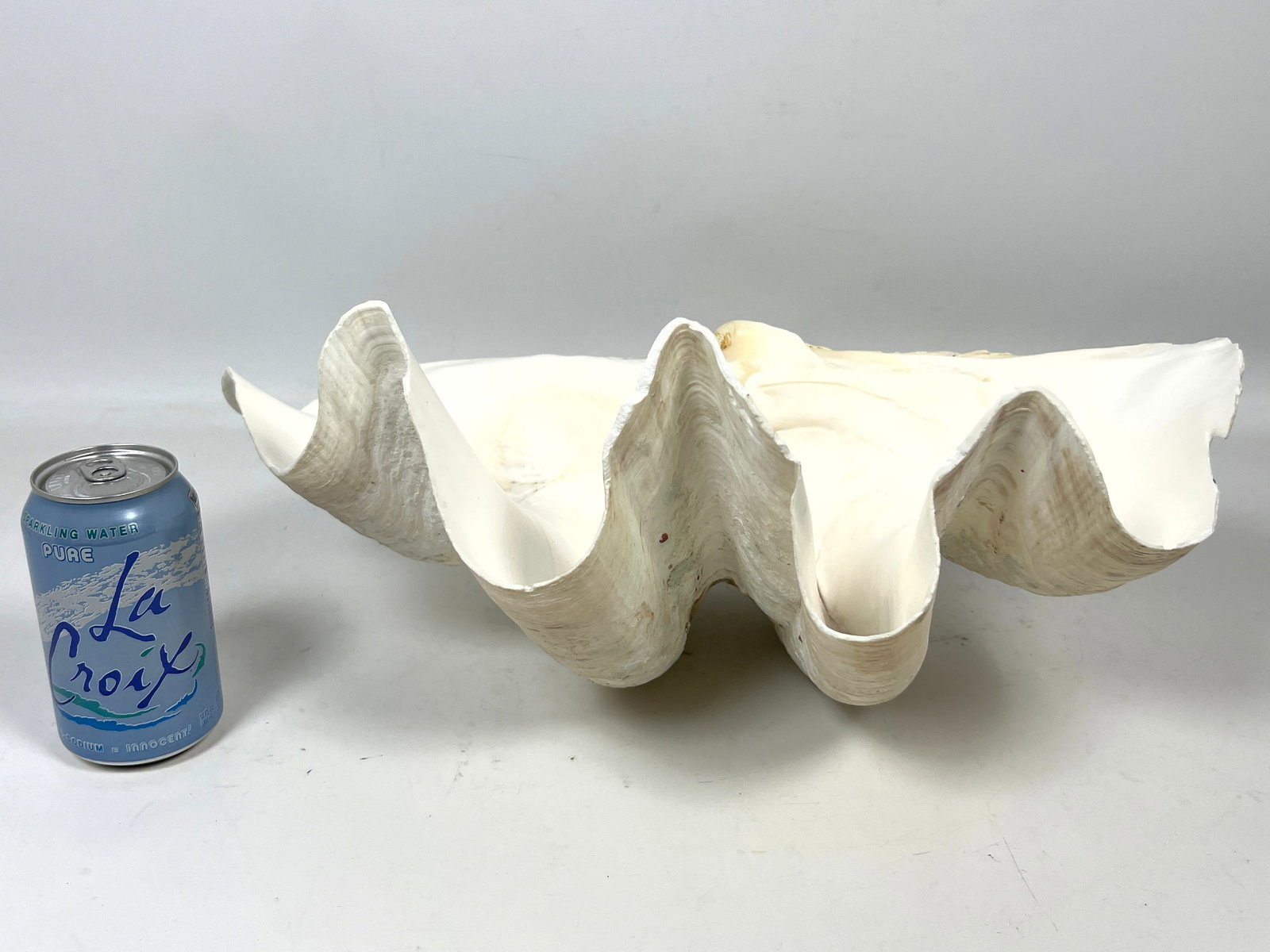 17 inch Giant clam Shell. - 3
