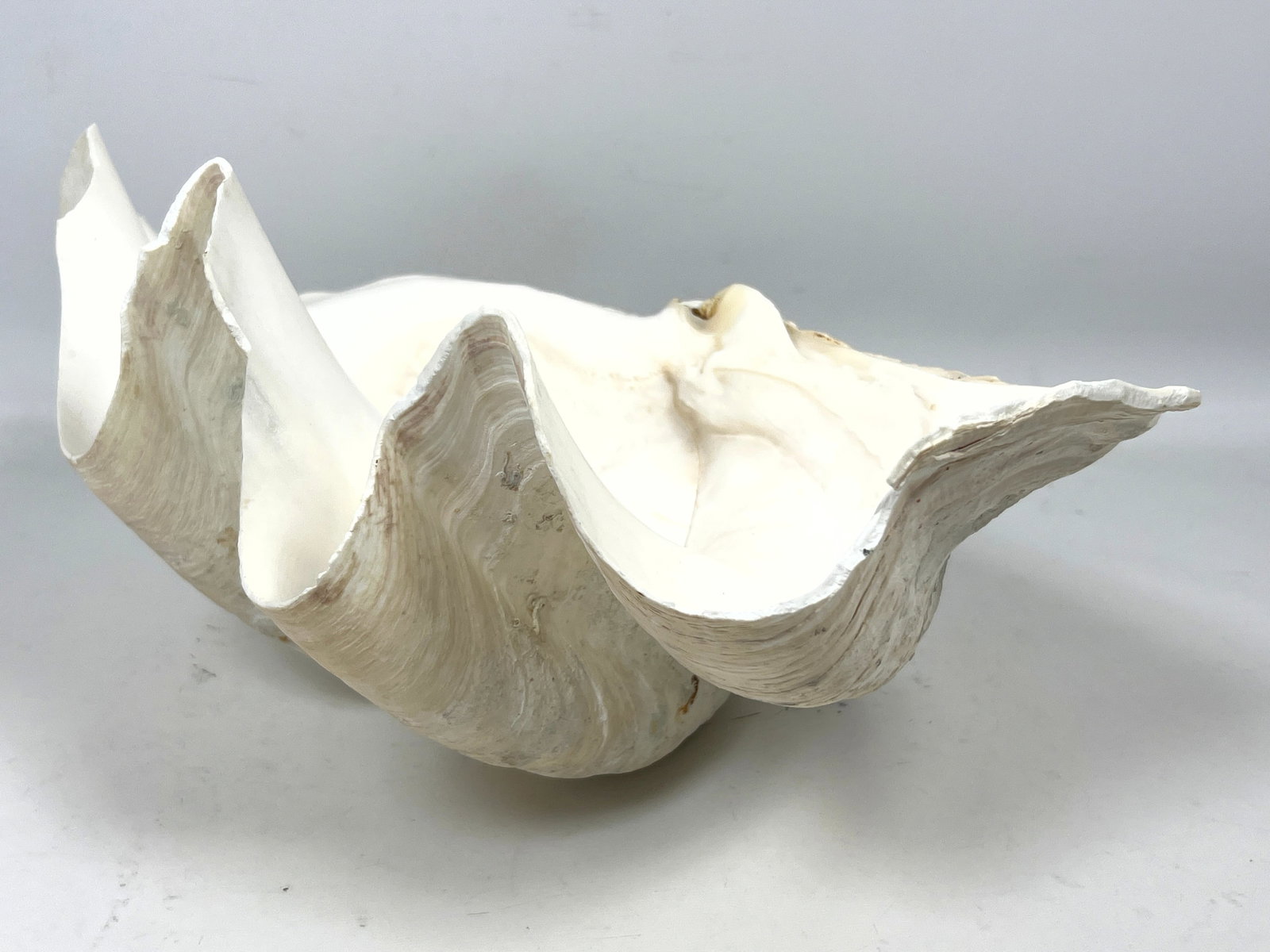 17 inch Giant clam Shell. - 4