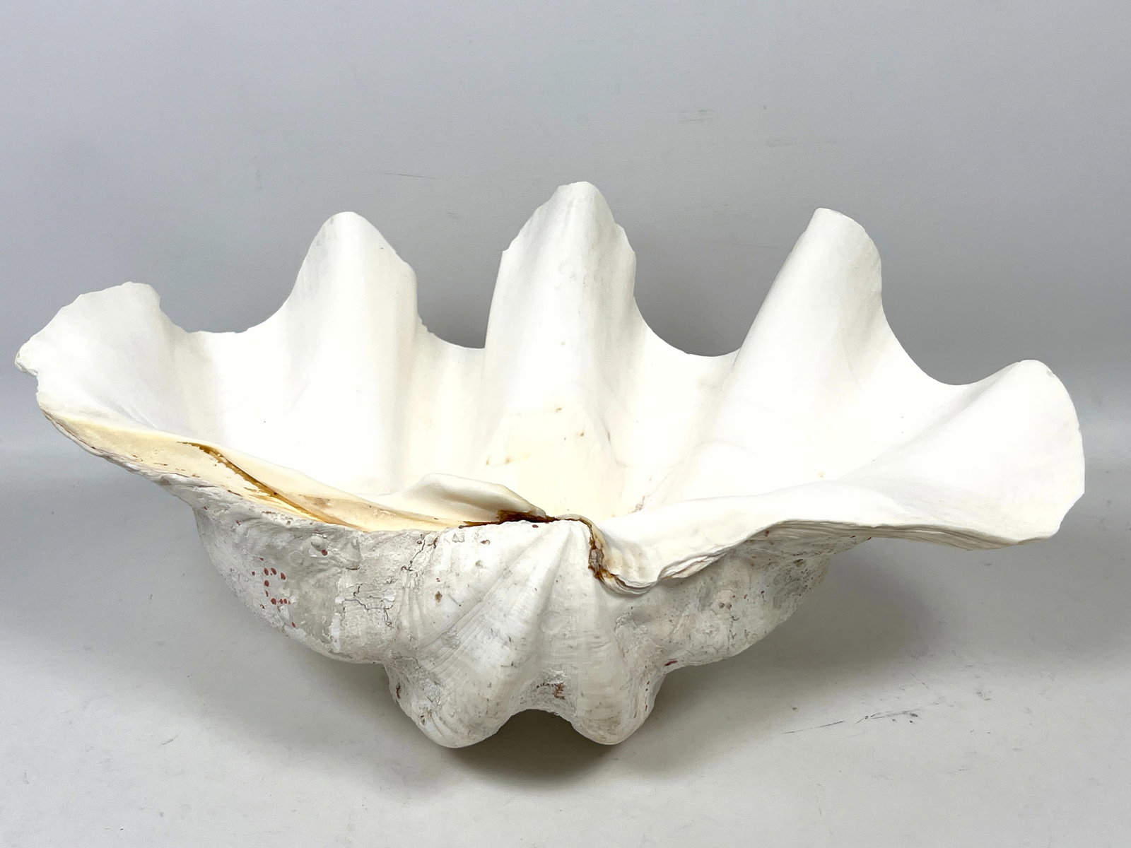 17 inch Giant clam Shell. - 5
