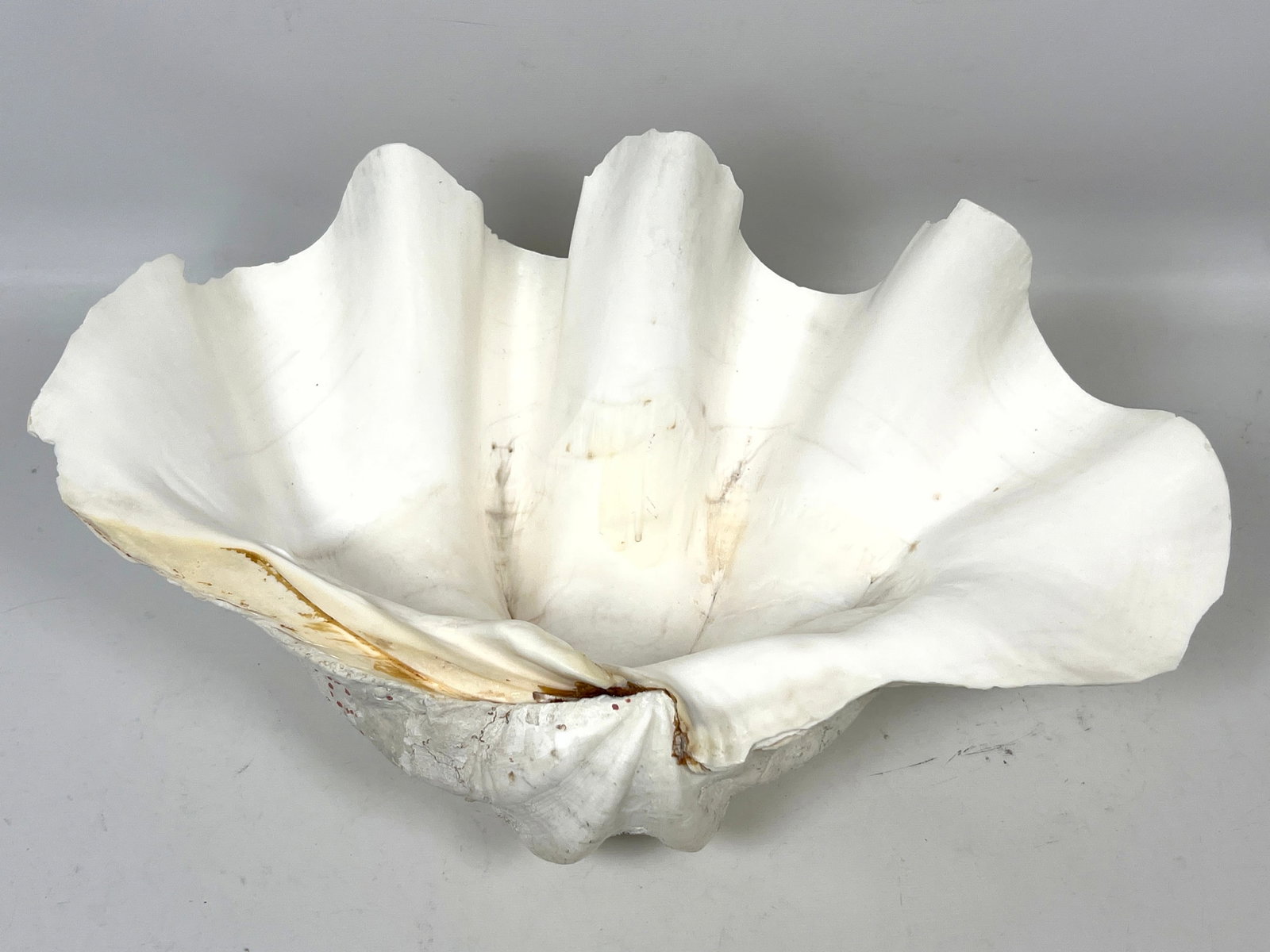 17 inch Giant clam Shell. - 6