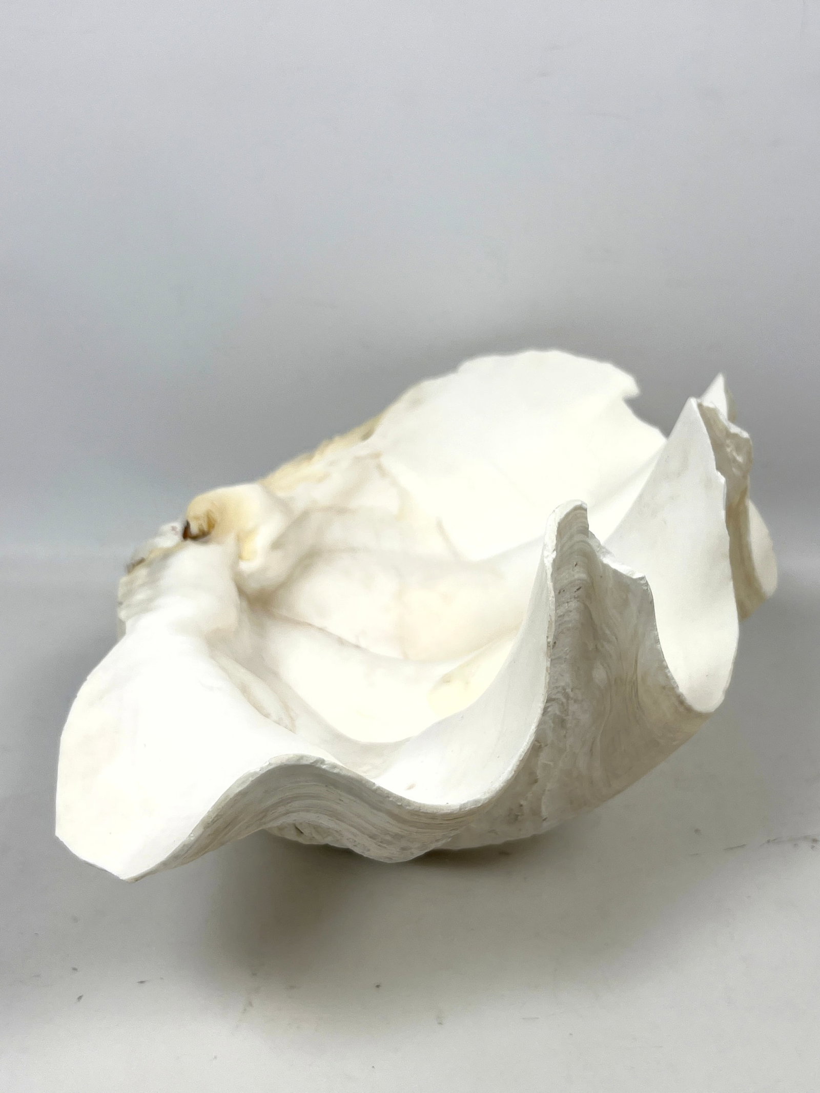 17 inch Giant clam Shell. - 7