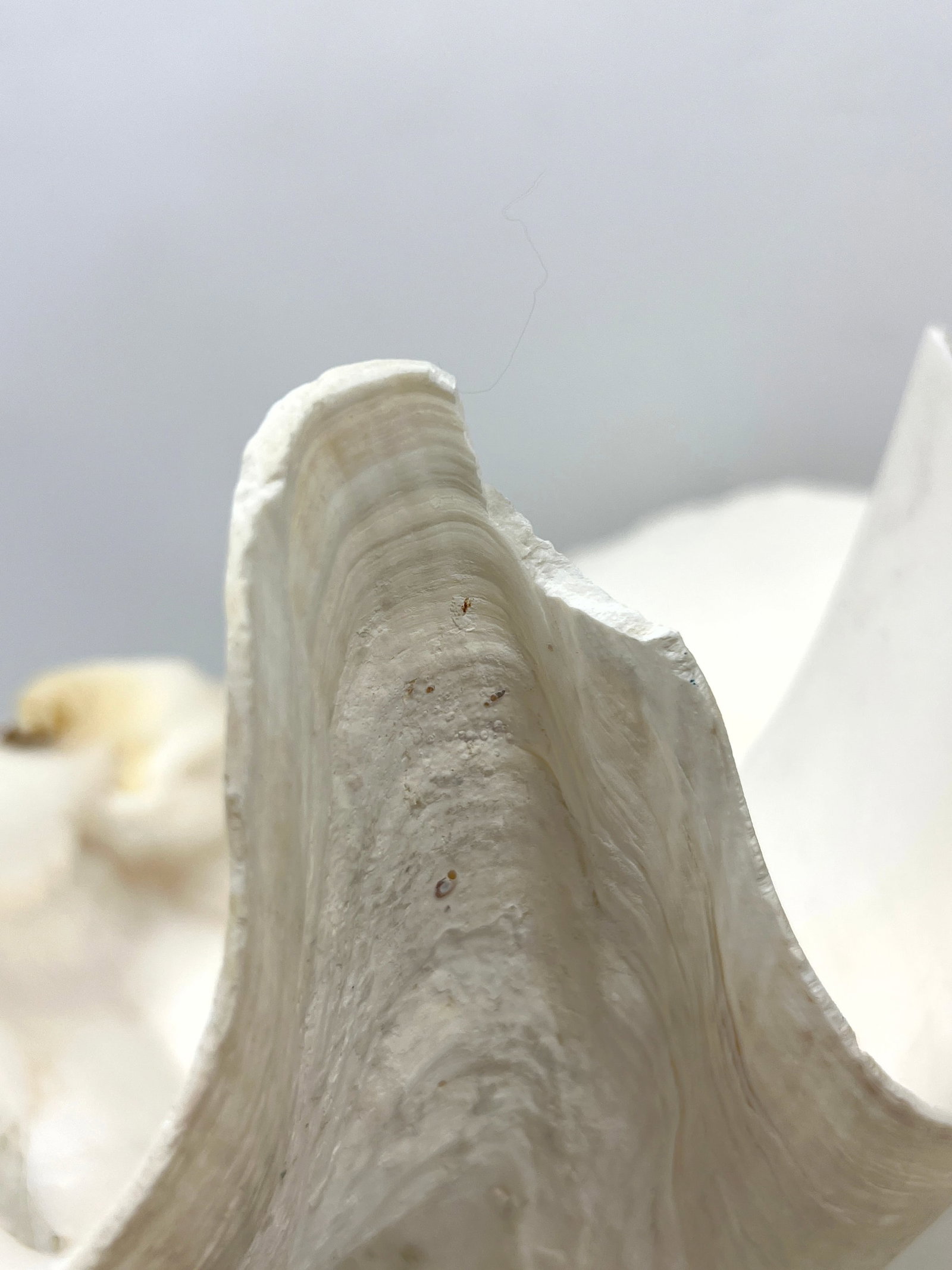 17 inch Giant clam Shell. - 8