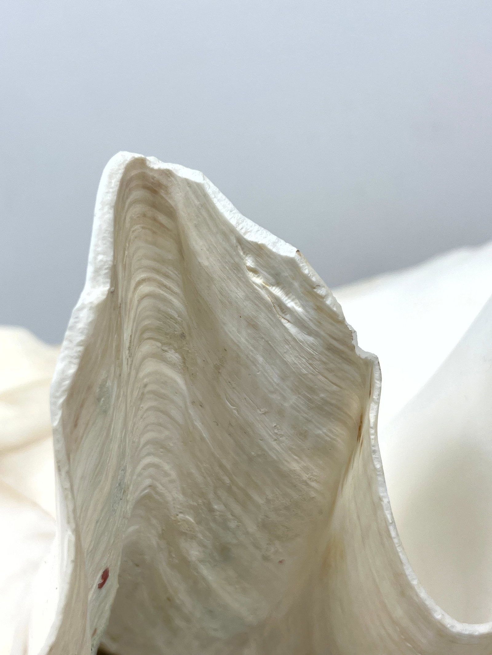 17 inch Giant clam Shell. - 9