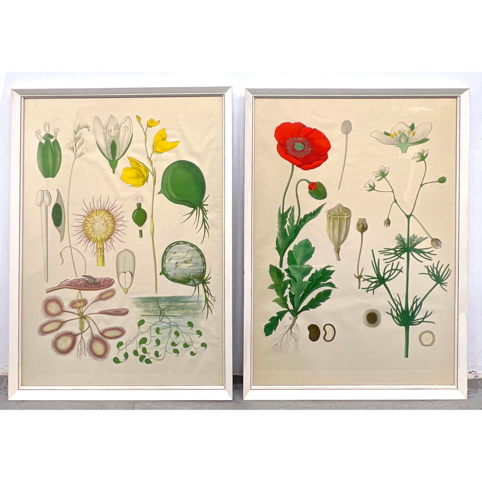 2pc Offset Lithograph Botanical Prints. One illustrates Poppy and Cosmos. (1 of 15)