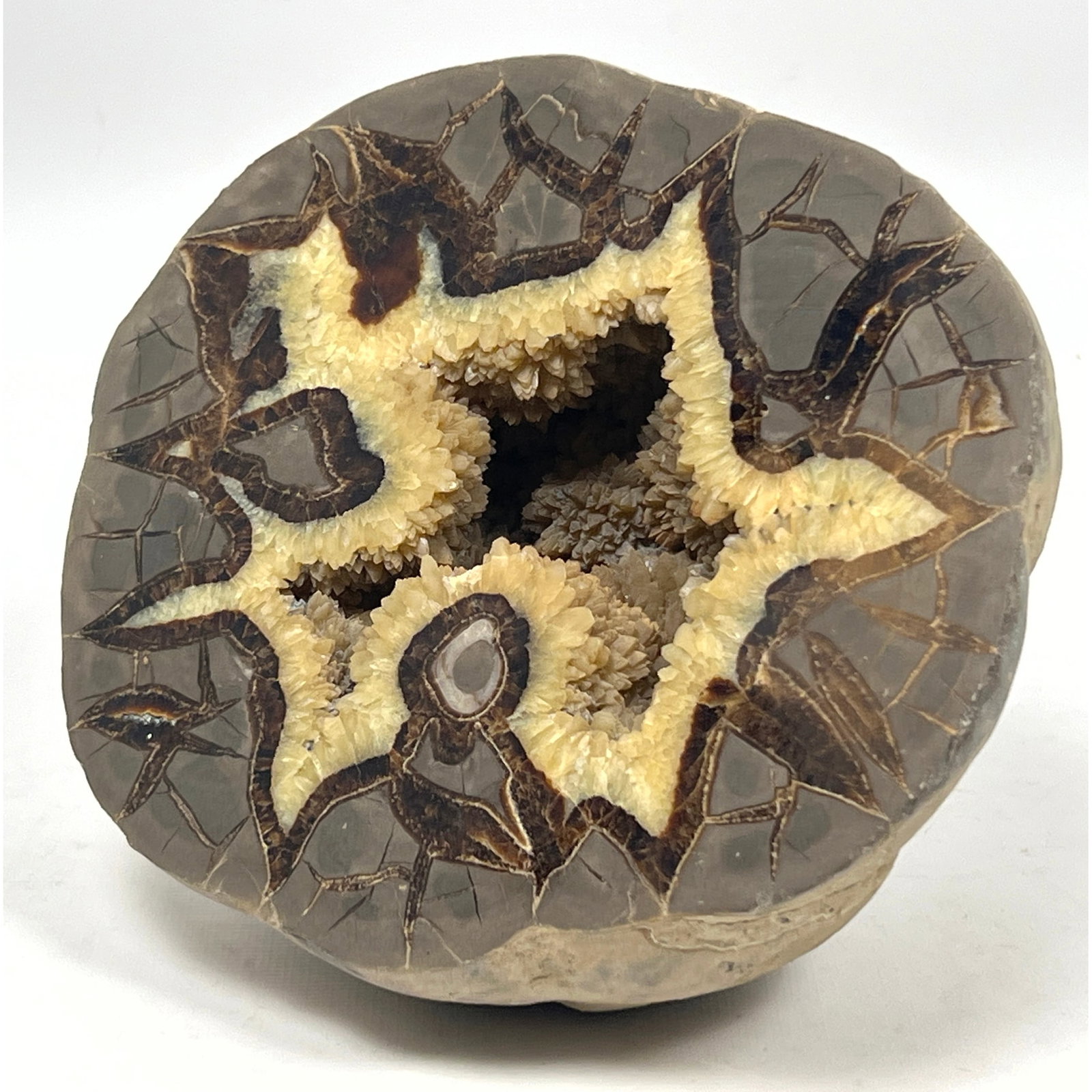 Polished septarian nodule, colloquially known as a dragon stone,Geode Rock. (1 of 8)
