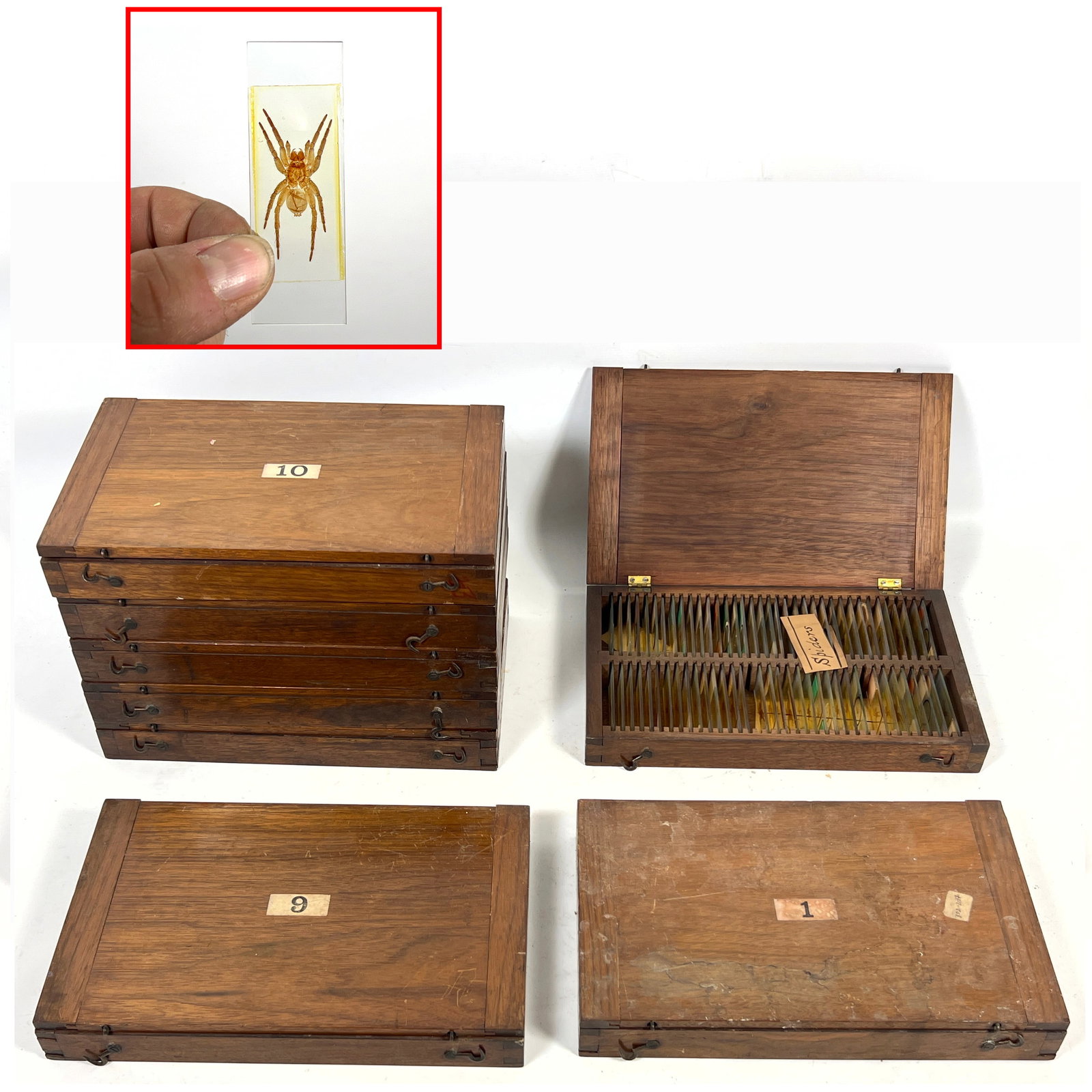 8 Boxes of antique prepared microscope slides. diverse array of natural history specimens, with a pr (1 of 19)