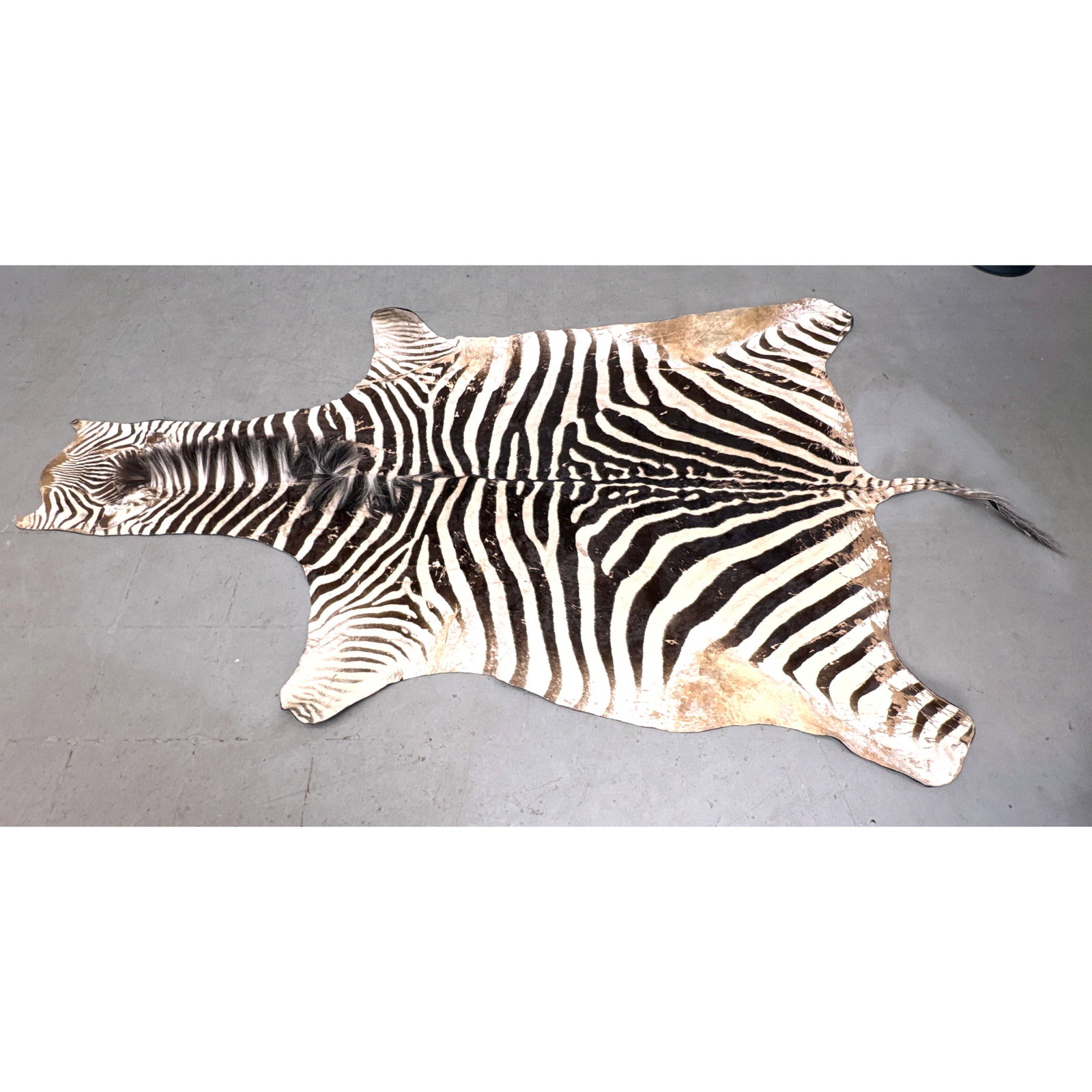 Large Full Size Taxidermy Zebra Skin Rug featuring Shadow Stripes and Black Felt Backing (1 of 13)