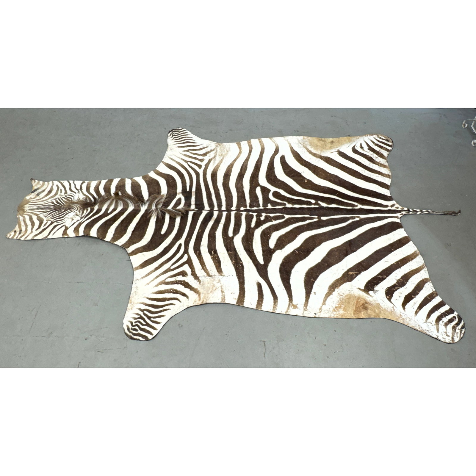Zebra Taxidermy Full Body Hide Floor Rug with Natural Mane and Tail and Black Felt Lining (1 of 12)