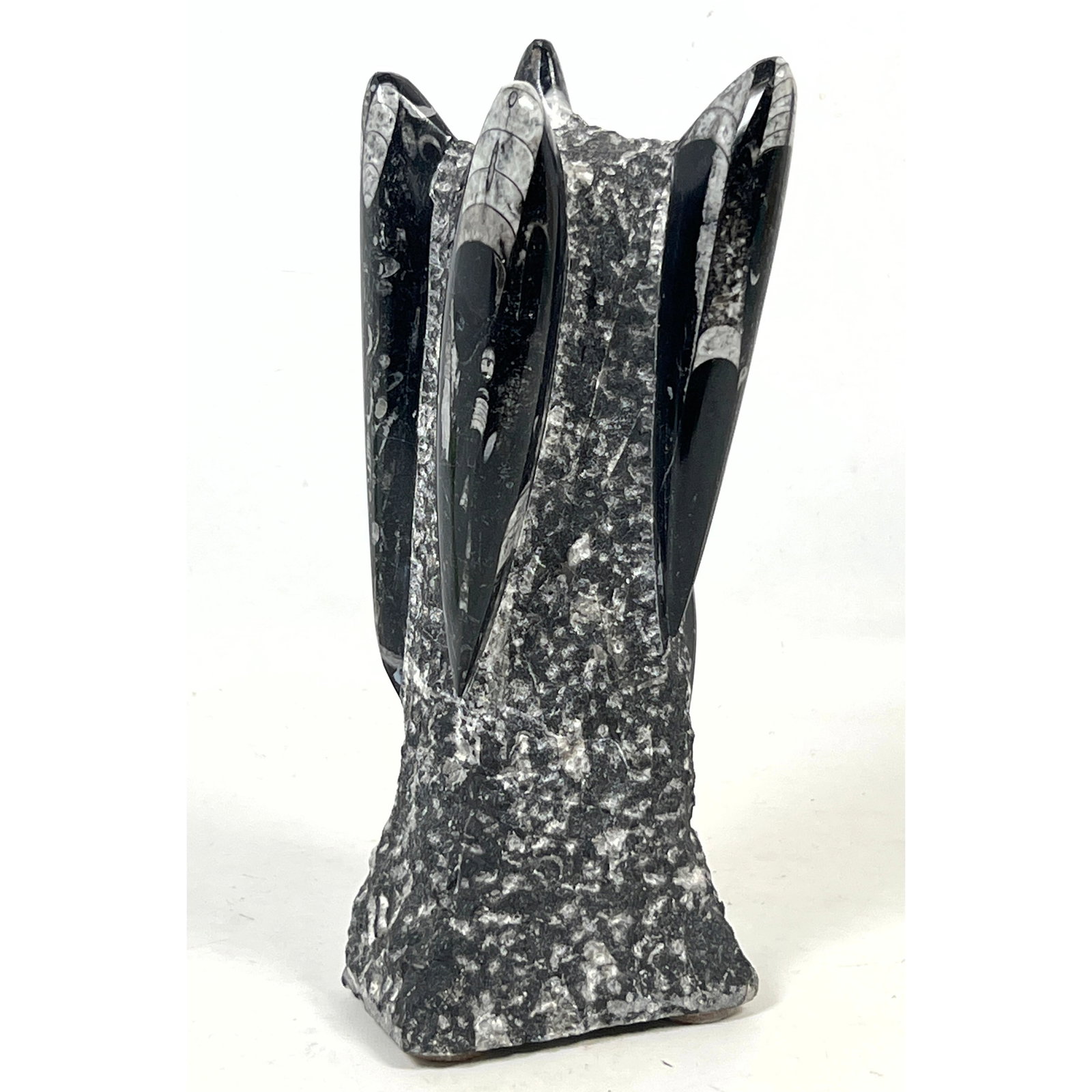 Polished Moroccan Orthoceras Fossil Cephalopods Sculpture in Limestone Matrix with Multiple Cephalop (1 of 8)