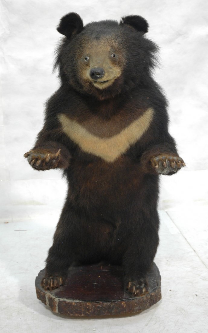 Asian Bear Full Body Mount Taxidermy. Standing w: Asian Bear Full Body Mount Taxidermy. Standing with arms out. Large single owner Collection of taxidermy.-- Dimensions: H: 36 inches: W: 18 inches: D: 24 inches ---