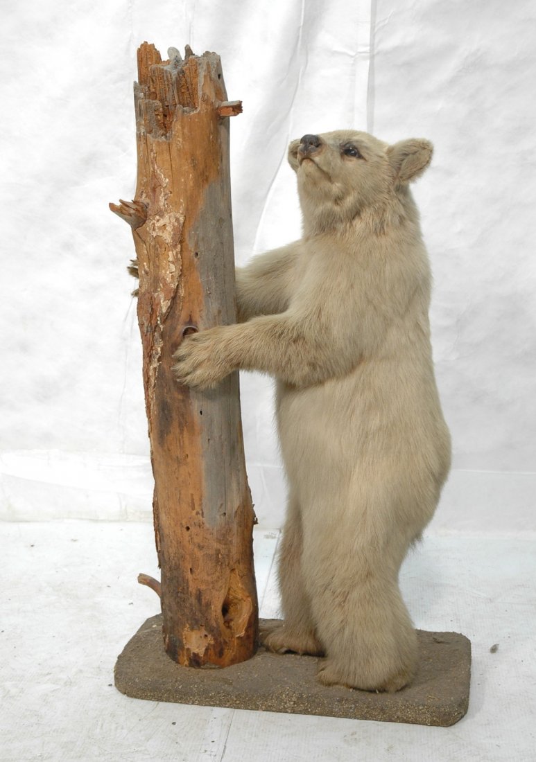 Small White Bear Full Body Mount Taxidermy. Stand: Small White Bear Full Body Mount Taxidermy. Standing upright with log. Large Single owner Collection of Taxidermy.-- Dimensions: H: 37 inches: W: 19 inches: D: 12 inches ---