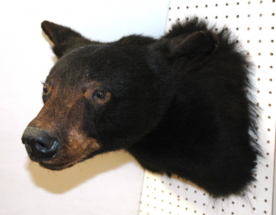 Brown Bear Shoulder Mount Taxidermy. Large Single: Brown Bear Shoulder Mount Taxidermy. Large Single owner Collection of Taxidermy.-- Dimensions: H: 15 inches: W: 11 inches: D: 21 inches ---
