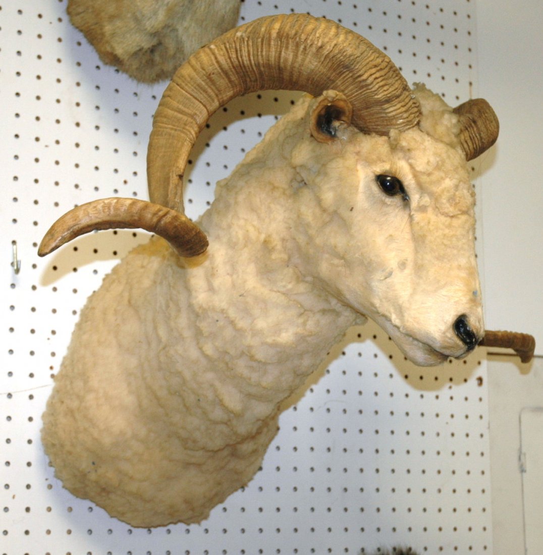 White Corsican Ram Shoulder Mount Taxidermy. Large Si: White Corsican Ram Shoulder Mount Taxidermy. Large Single owner Collection of Taxidermy.-- Dimensions: ---
