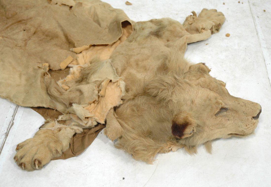 Full Body Lion Skin Rug. Full Head. Large Single: Full Body Lion Skin Rug. Full Head. Large Single owner Collection of Taxidermy.-- Dimensions: H: 84 inches: W: 50 inches ---