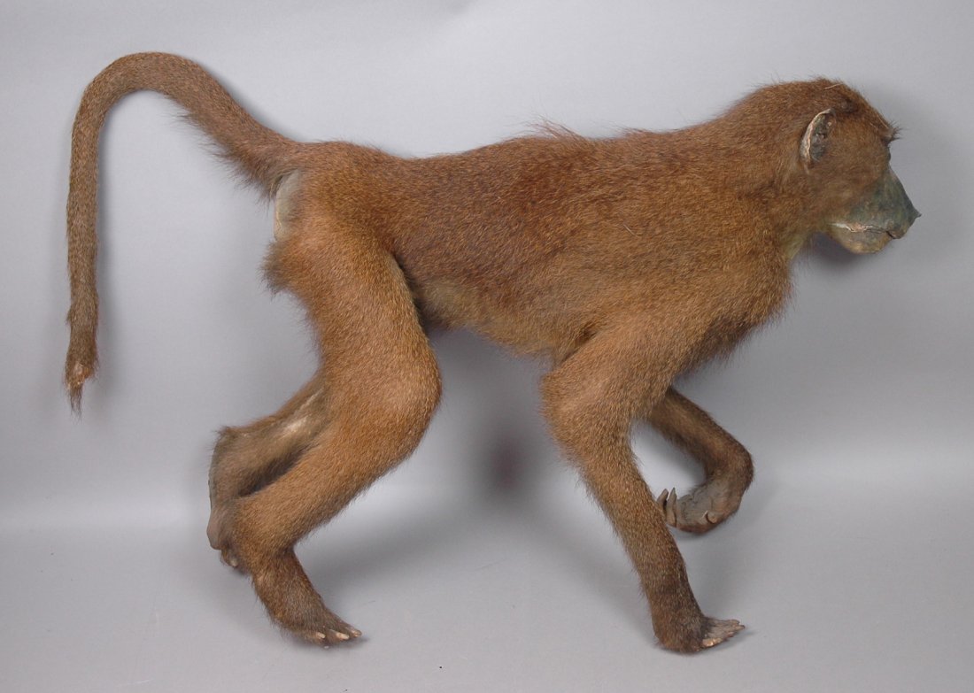 Baboon taxidermy full body mount.: Baboon taxidermy full body mount.-- Dimensions: ---