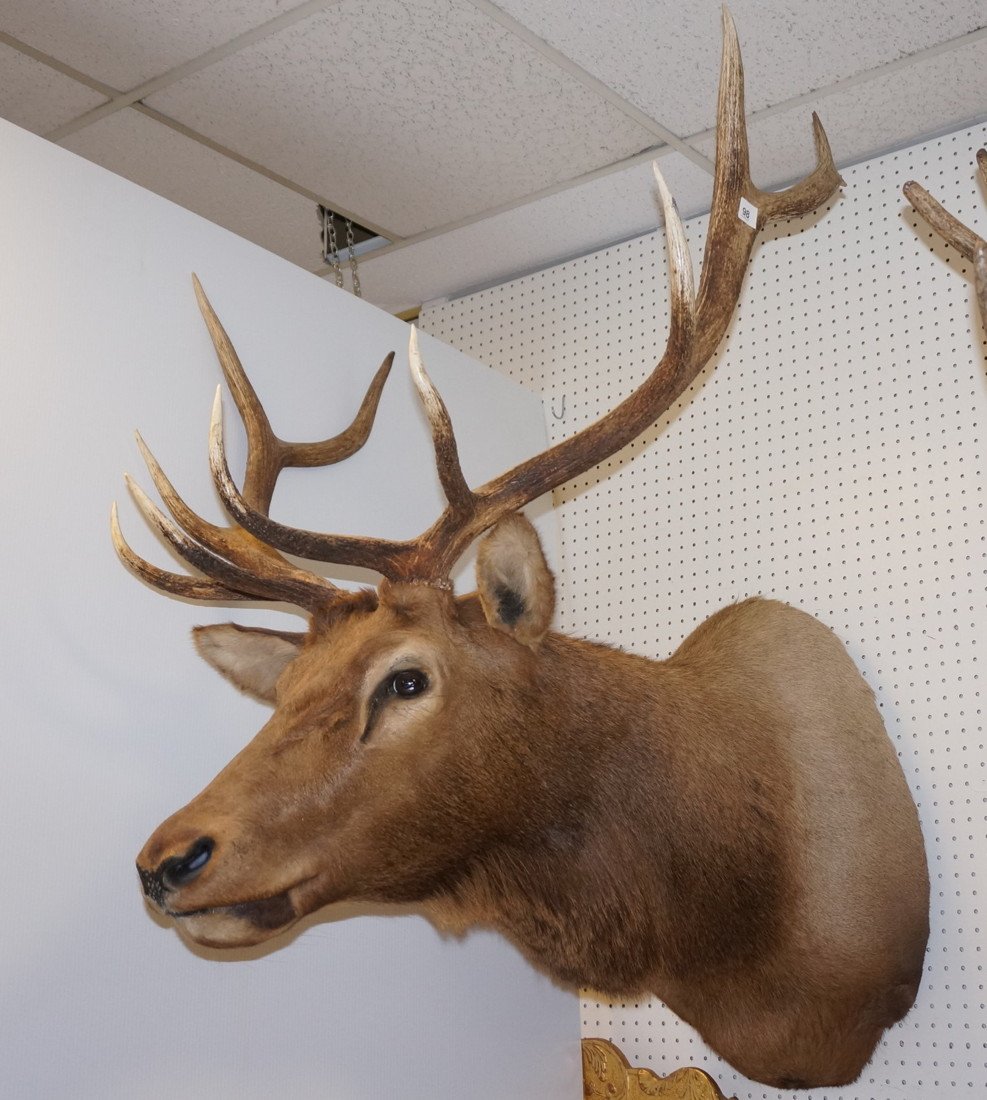 Large 10 point ELK Taxidermy Head Mount. With Woo: Large 10 point ELK Taxidermy Head Mount. With Wood Plaque North American Hunting Club. British Columbia 1987-- Dimensions: H: 45 inches: W: 36 inches: D: 46.5 inches ---