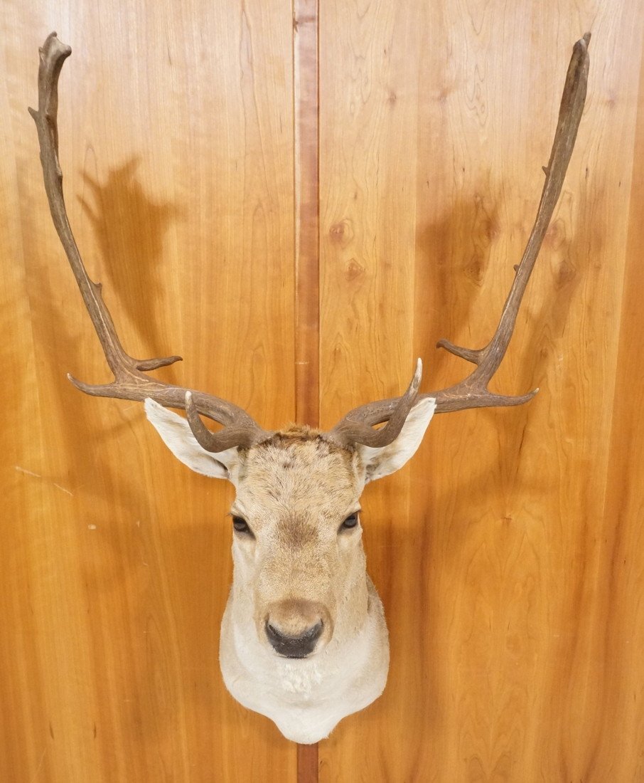 European Fallow Deer Shoulder Mount Trophy. Taxi: European Fallow Deer Shoulder Mount Trophy. Taxidermy. -- Dimensions: H: 45 inches: W: 30 inches: D: 24 inches ---