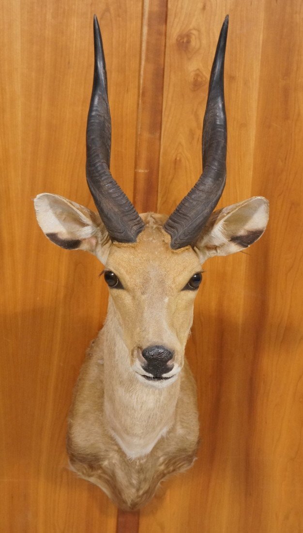 Chobe Bushbuck Shoulder Mount Trophy. Taxidermy.: Chobe Bushbuck Shoulder Mount Trophy. Taxidermy. -- Dimensions: H: 30 inches: W: 12 inches: D: 23 inches ---