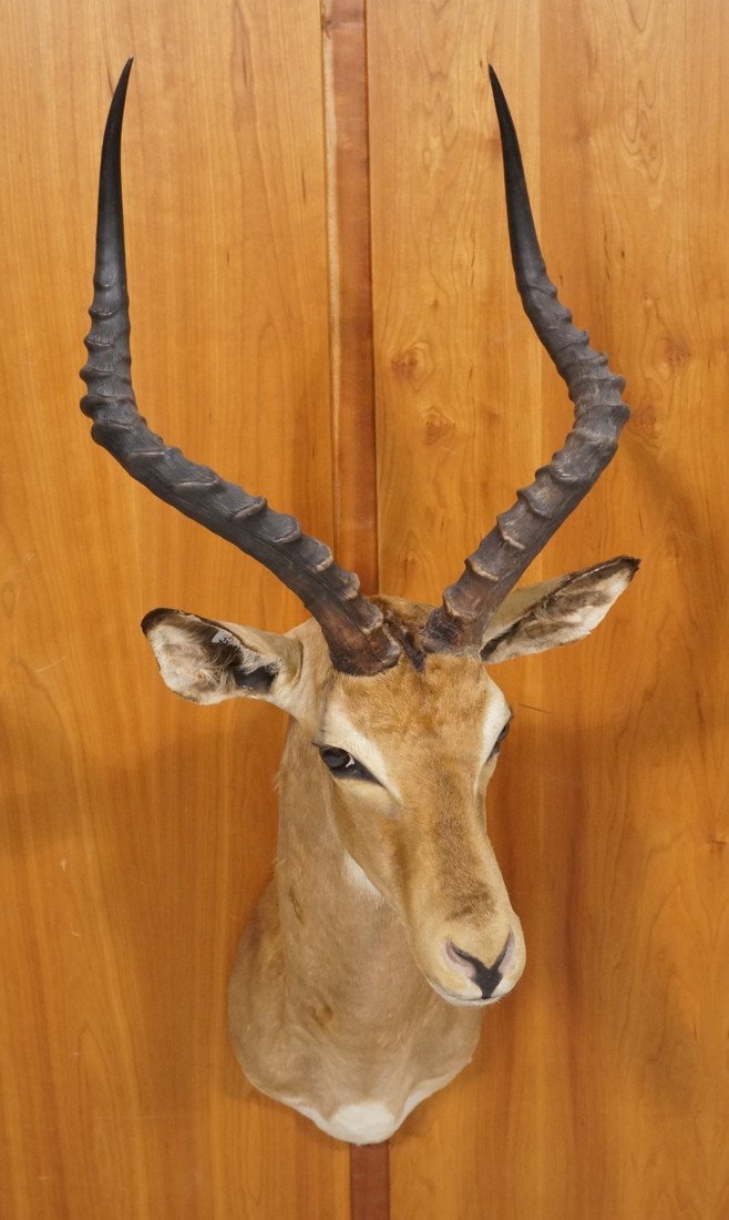 Southern Impala Shoulder Mount Trophy. Taxidermy: Southern Impala Shoulder Mount Trophy. Taxidermy. -- Dimensions: H: 16 inches: W: 40 inches: D: 23.5 inches ---