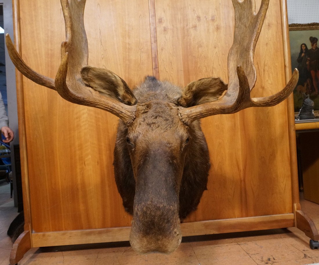 Alaskan Moose. Taxidermy. Large.: Alaskan Moose. Taxidermy. Large.-- Dimensions: H: 52 inches: W: 32.5 inches: D: 41.5 inches ---