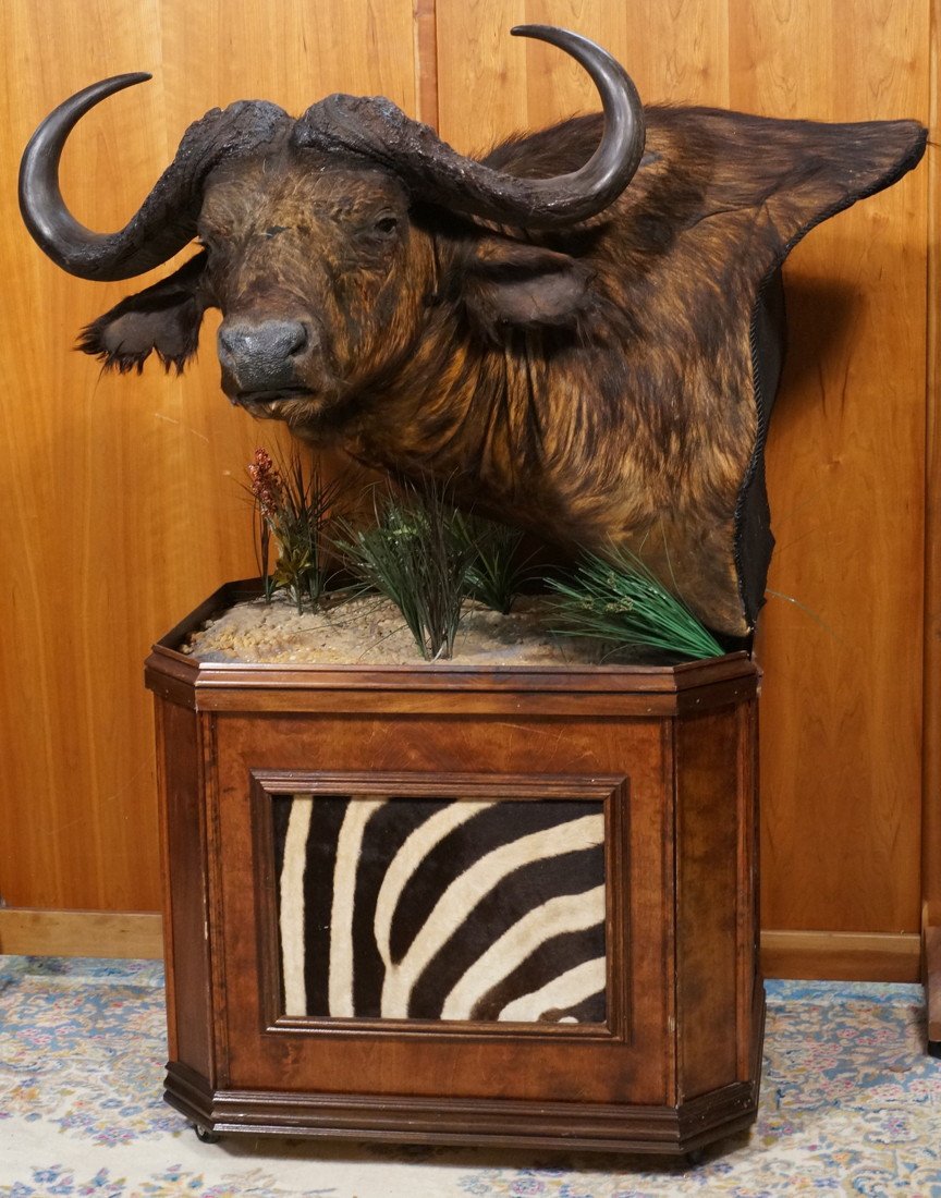 African Cape Buffalo Pedestal Mount. Custom Base