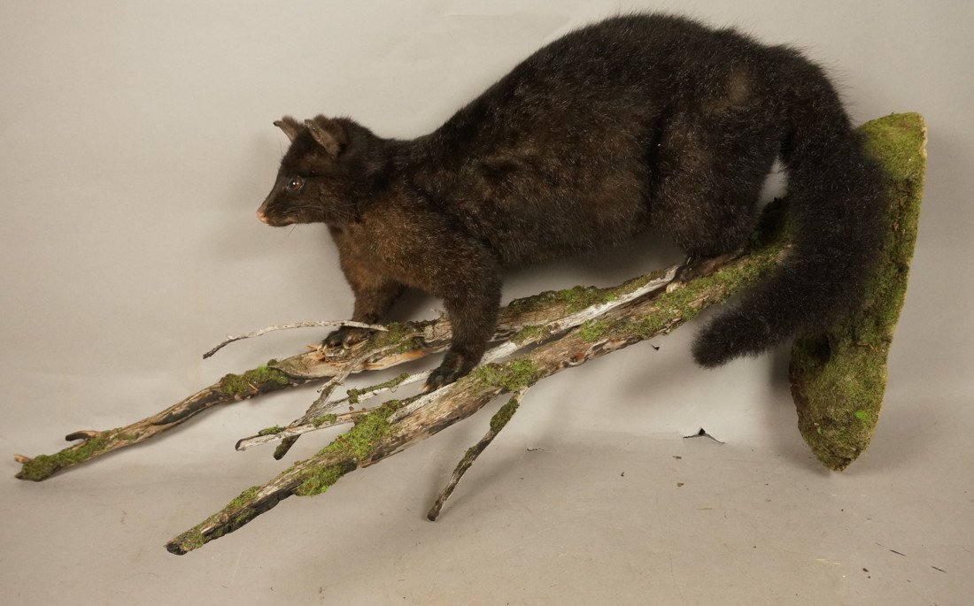 Rare Australian Black Possum. Life Size. Mount: Rare Australian Black Possum. Life Size. Mounted on branch wall mount. Taxidermy.-- Dimensions: H: 29.5 inches: W: 19 inches: D: 13 inches ---