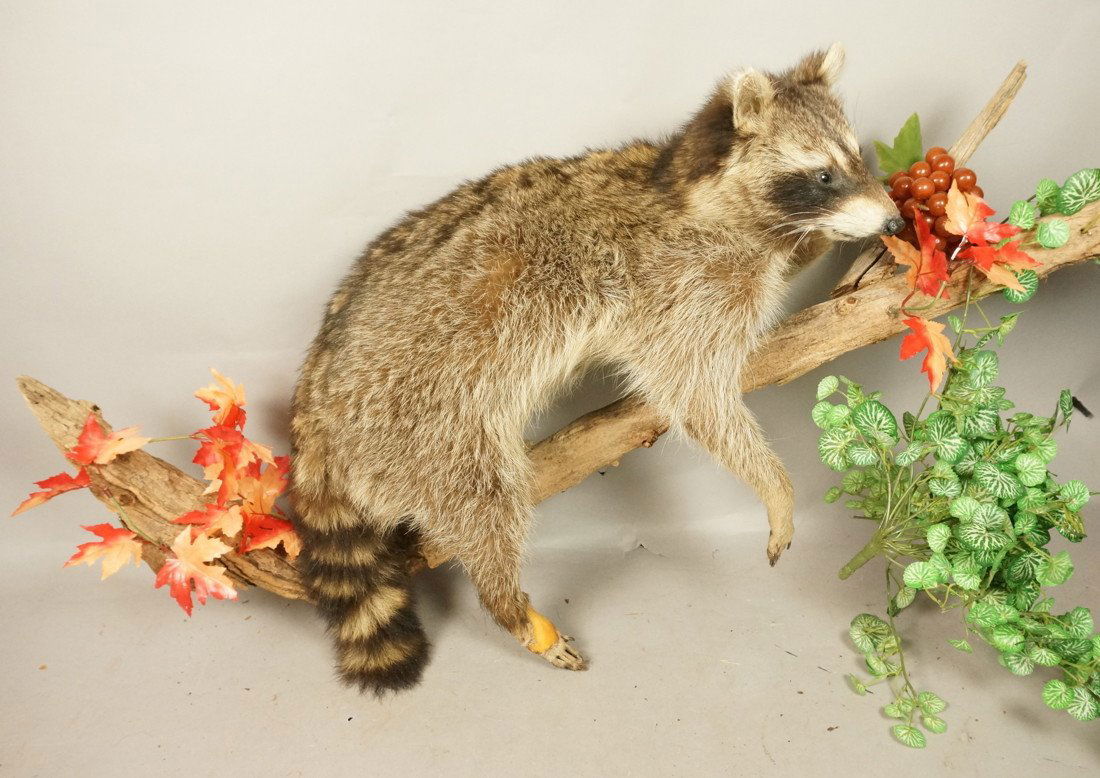 Large Raccoon Life Size Mount. Wall mount on bra: Large Raccoon Life Size Mount. Wall mount on branch. Taxidermy.-- Dimensions: H: 22 inches: W: 46 inches: D: 14.5 inches ---