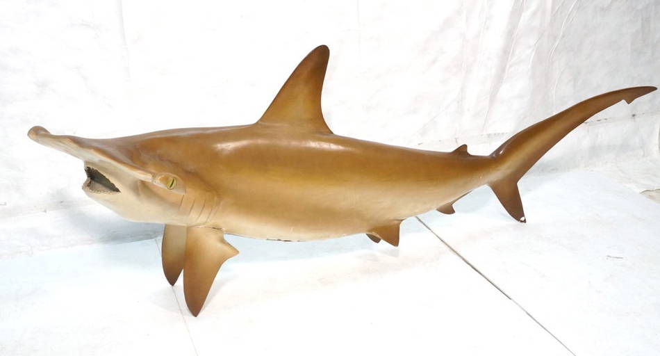 Large Taxidermy Hammerhead Shark.