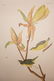 John J Audubon Book Plate. "Kentucky Warbler" Syl - 7